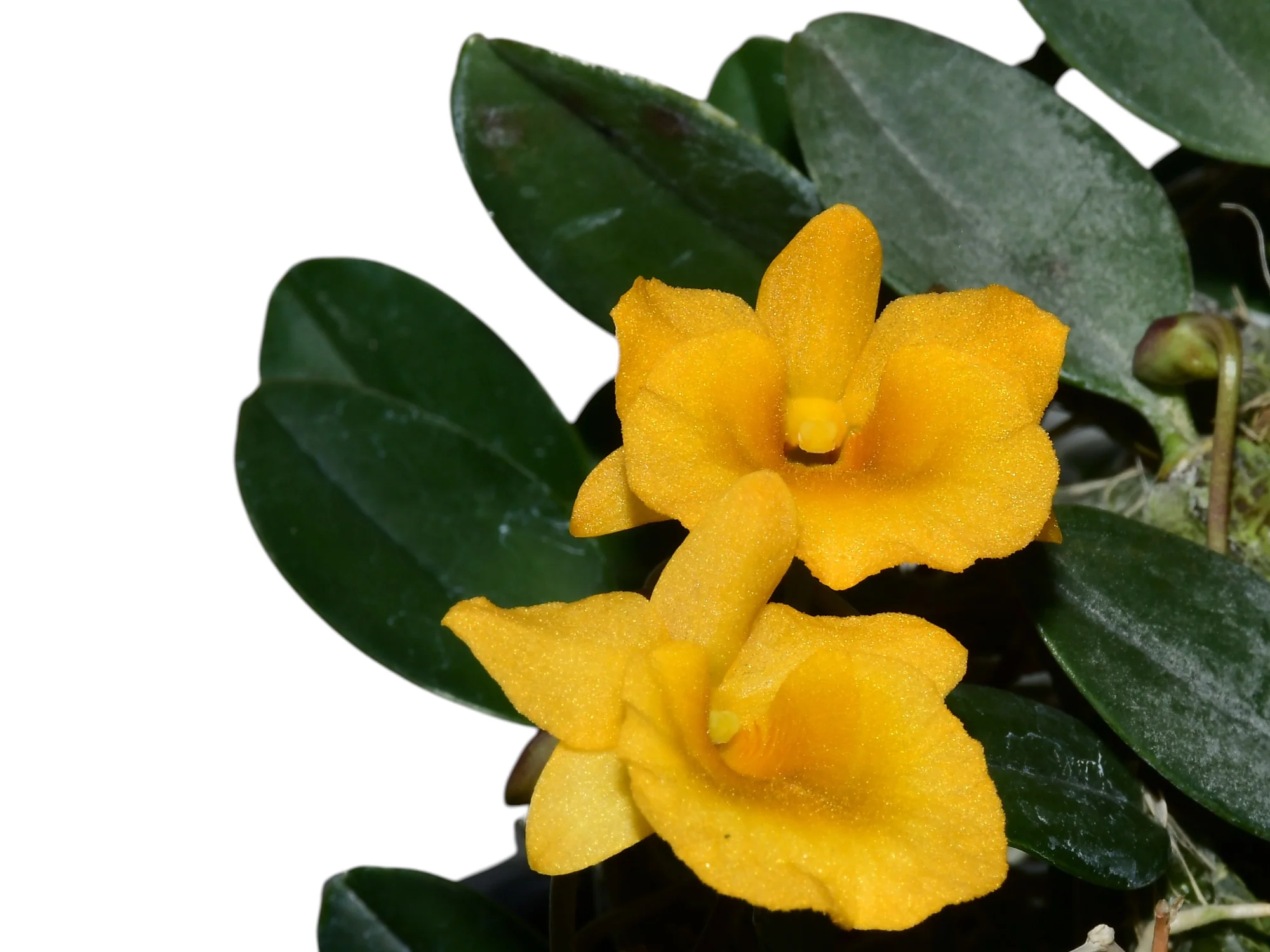 Dendrobium jenkinsii (10 cm Ampeltopf) - Image 3