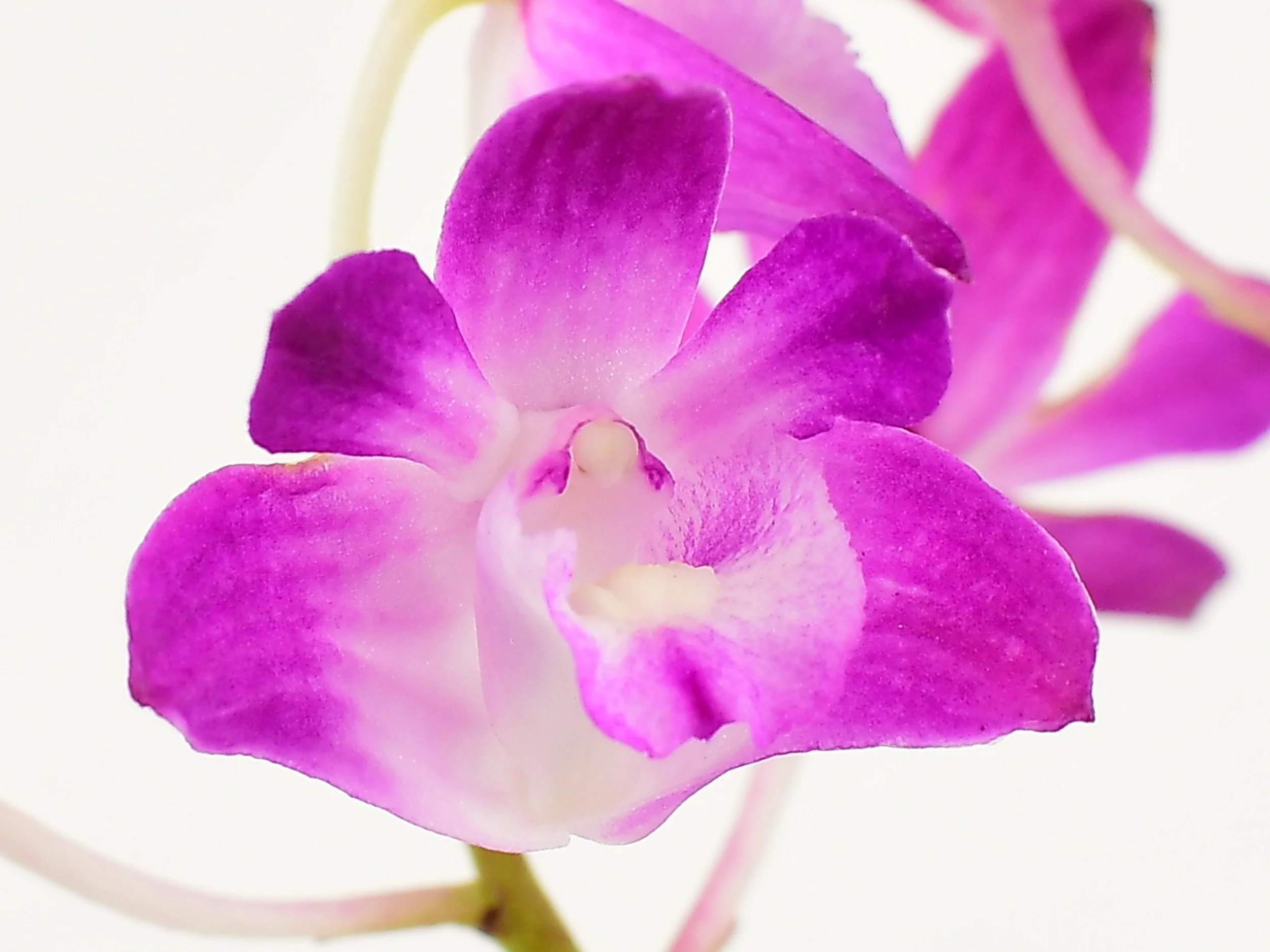 Dendrobium kingianum 'Compact' - Image 2