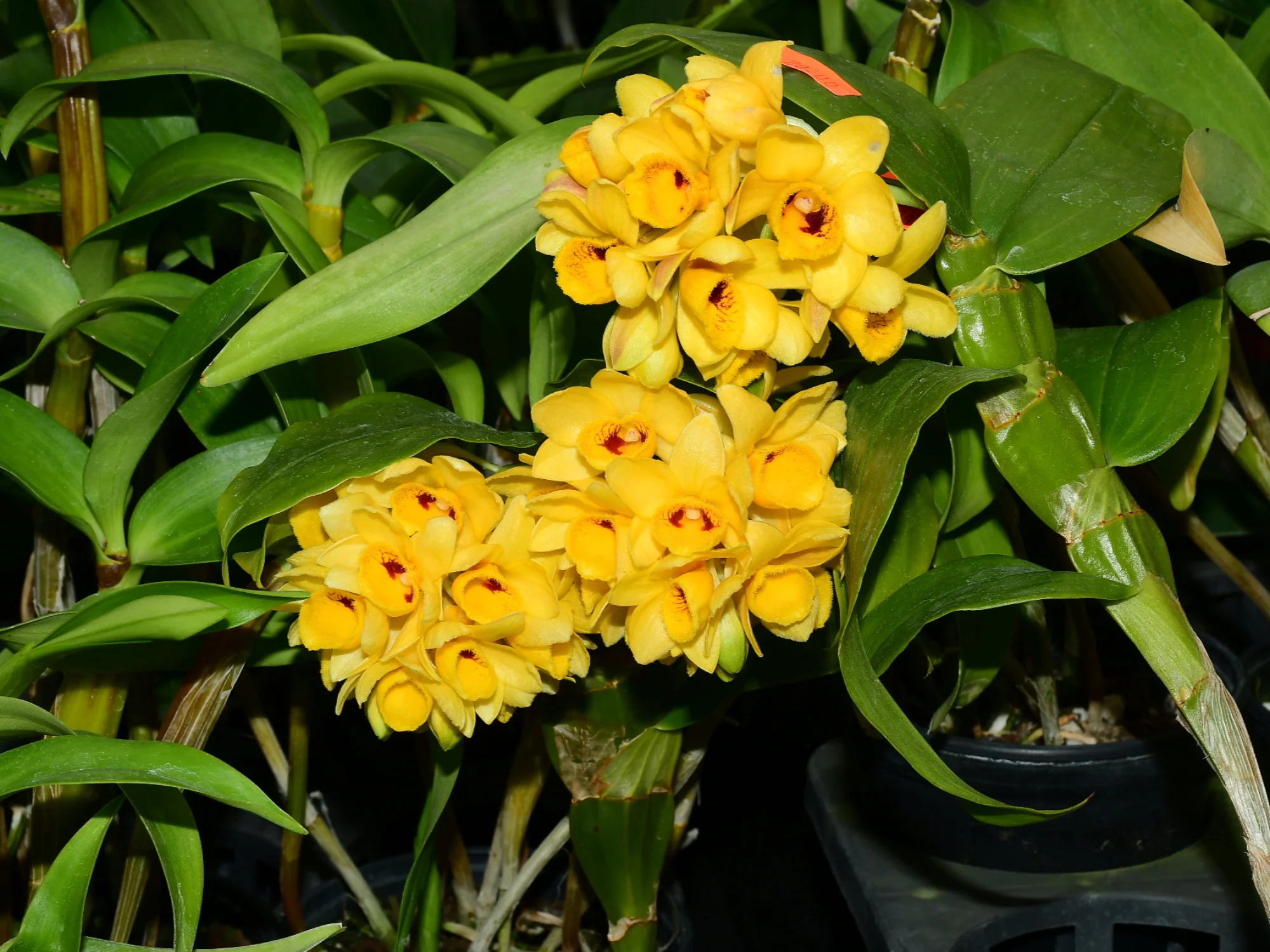 Dendrobium sulcatum (10 cm Ampeltopf) - Image 2