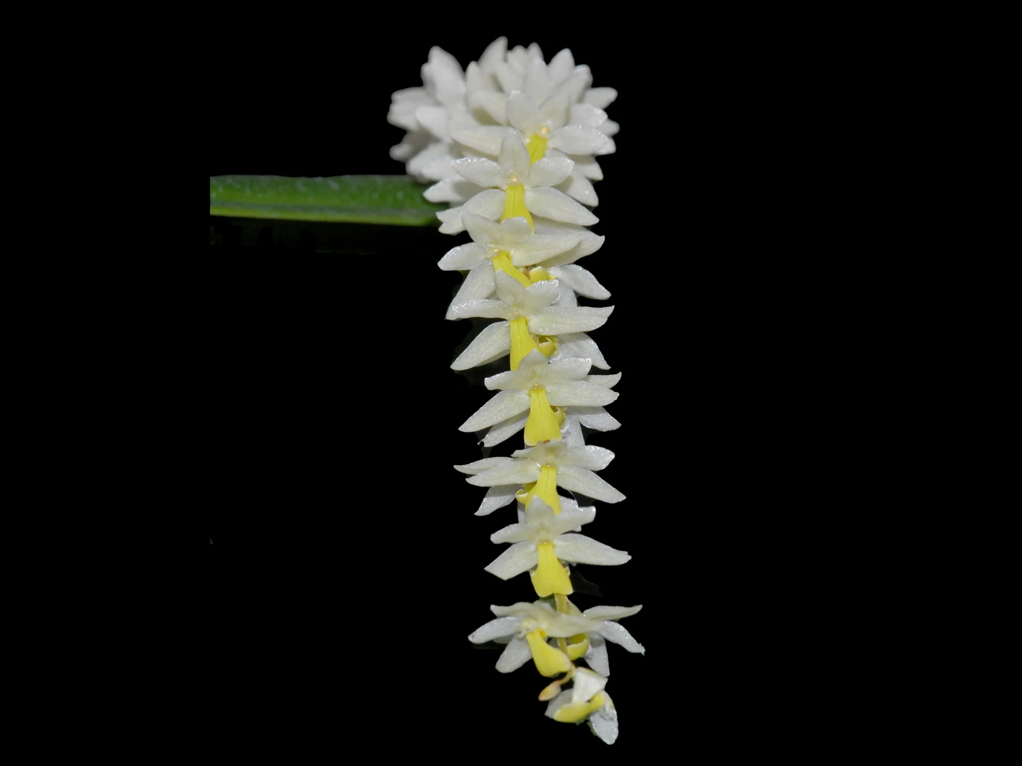 Dendrochilum cobbianum (11cm Topf) - Image 3