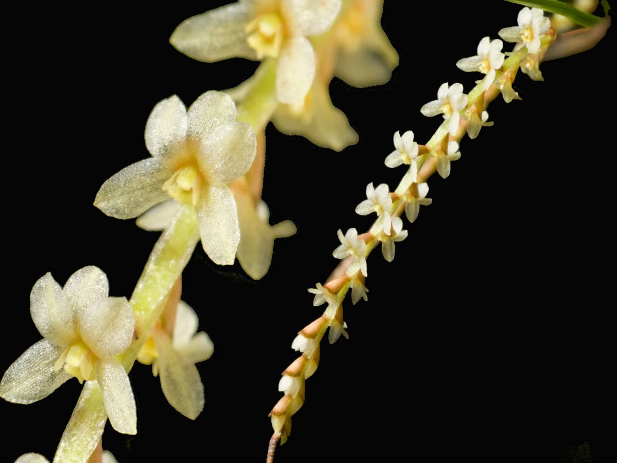 Dendrochilum tenellum (5cm Topf)