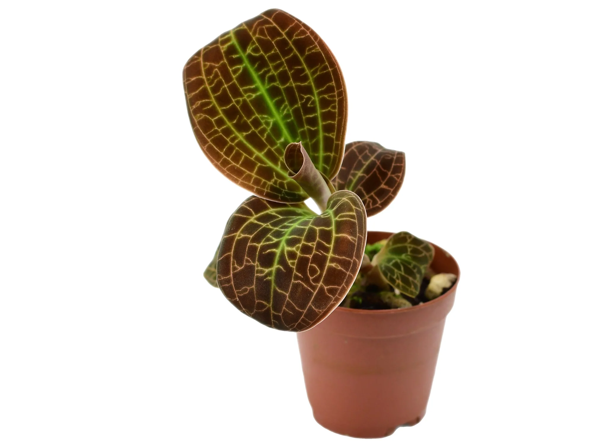Dossinochilus Dreamcatcher