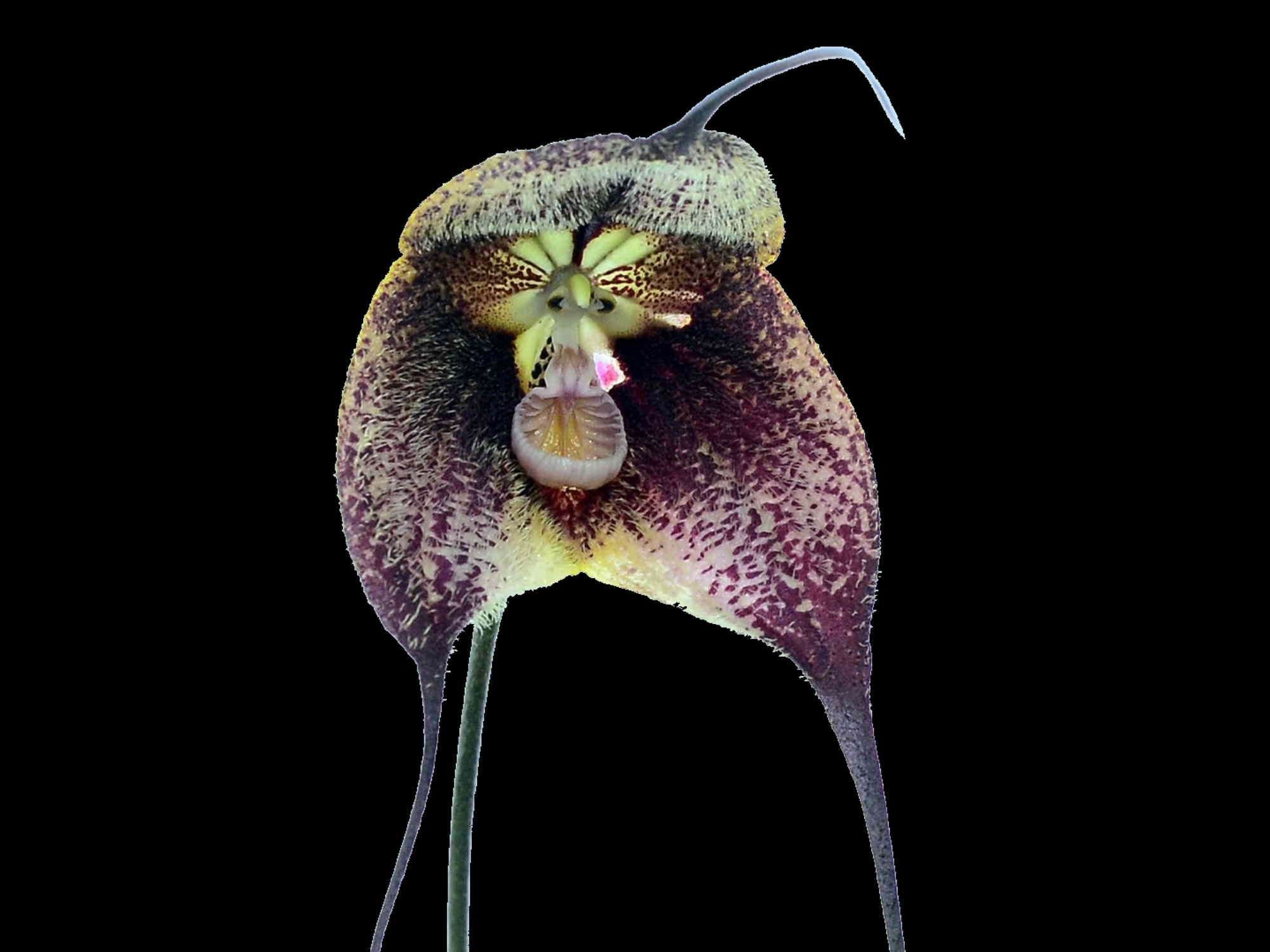 Dracula Yolanda Kakabadse