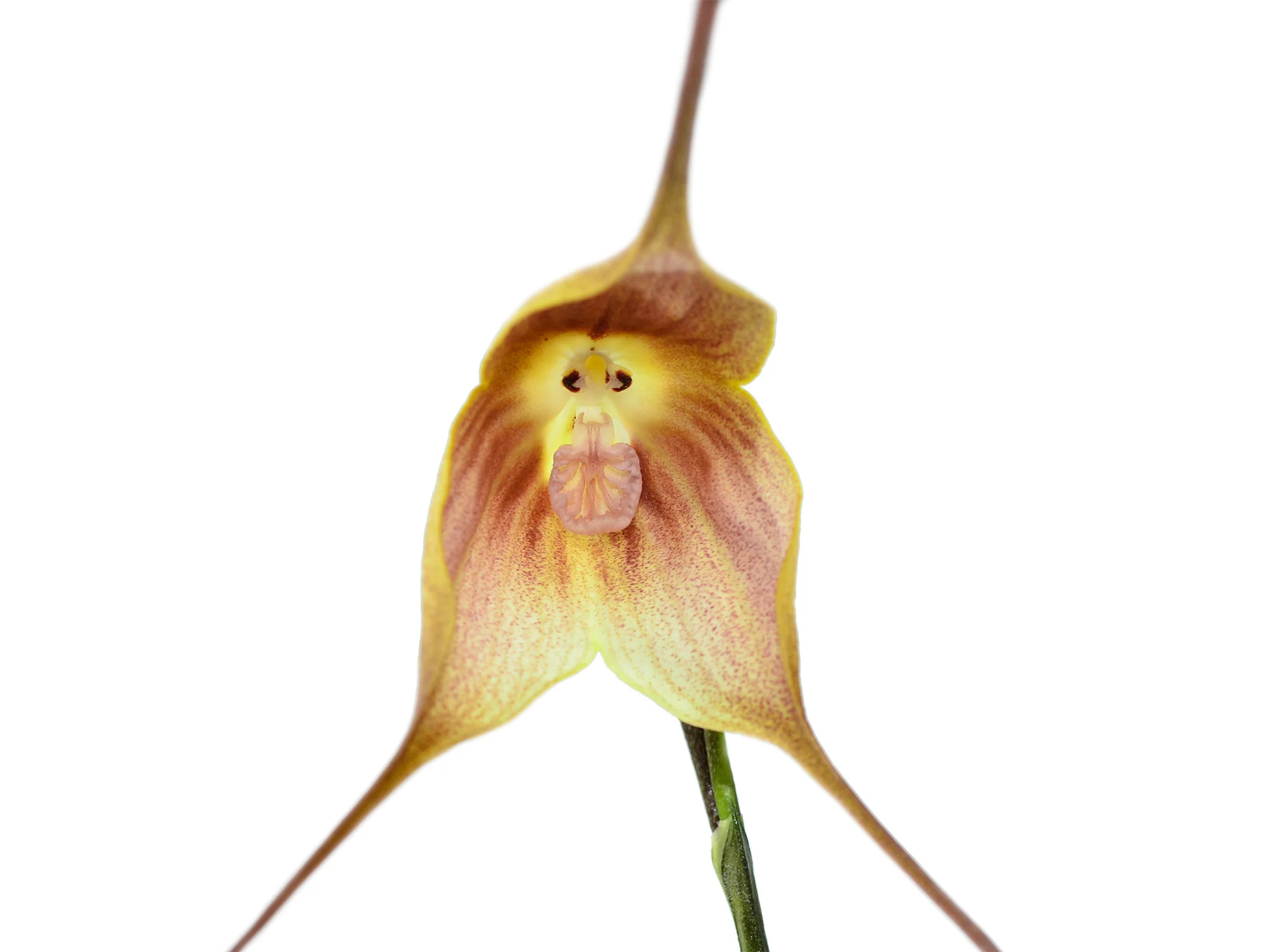 Dracula dalstroemii