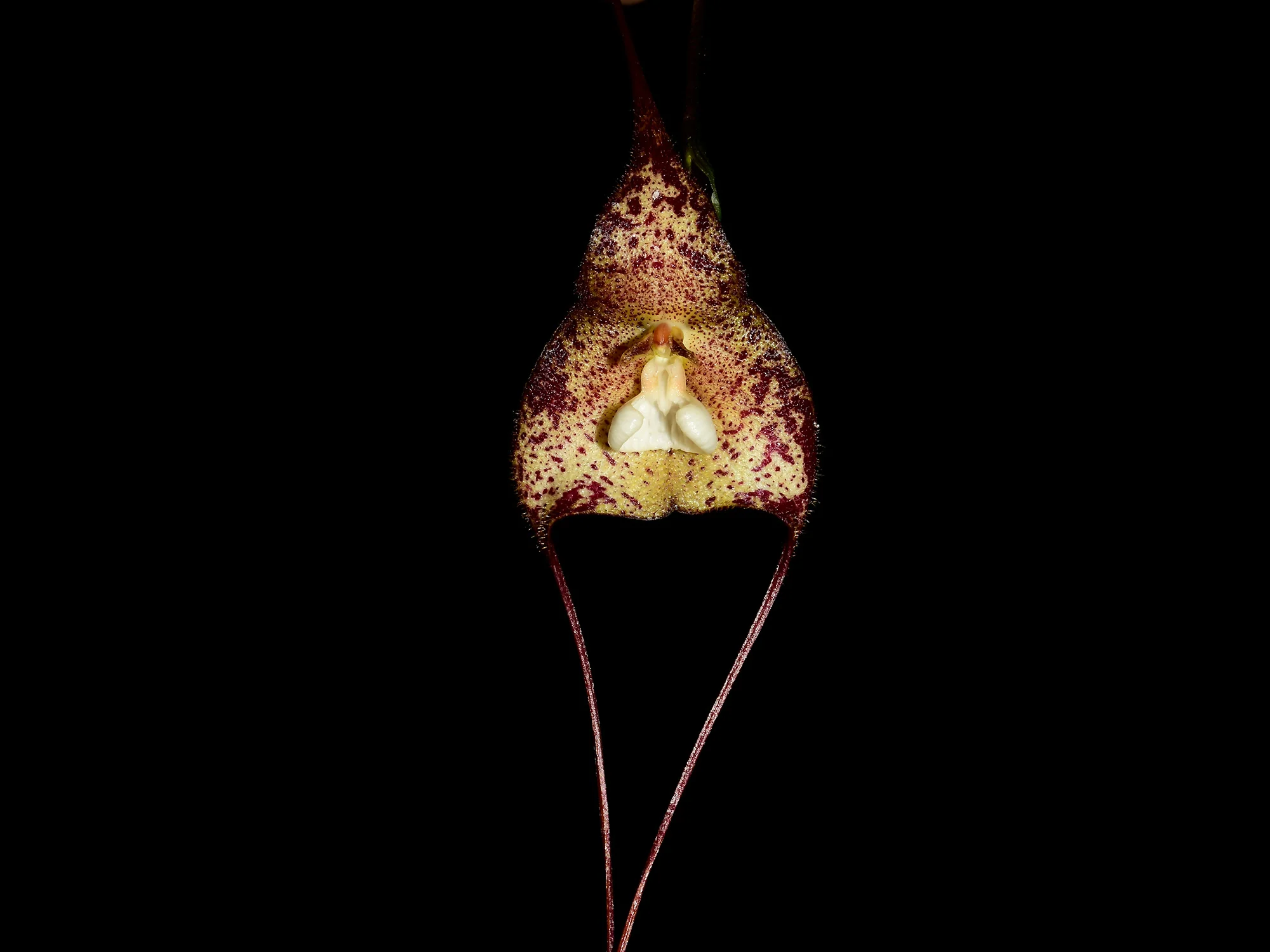 Dracula nycterina