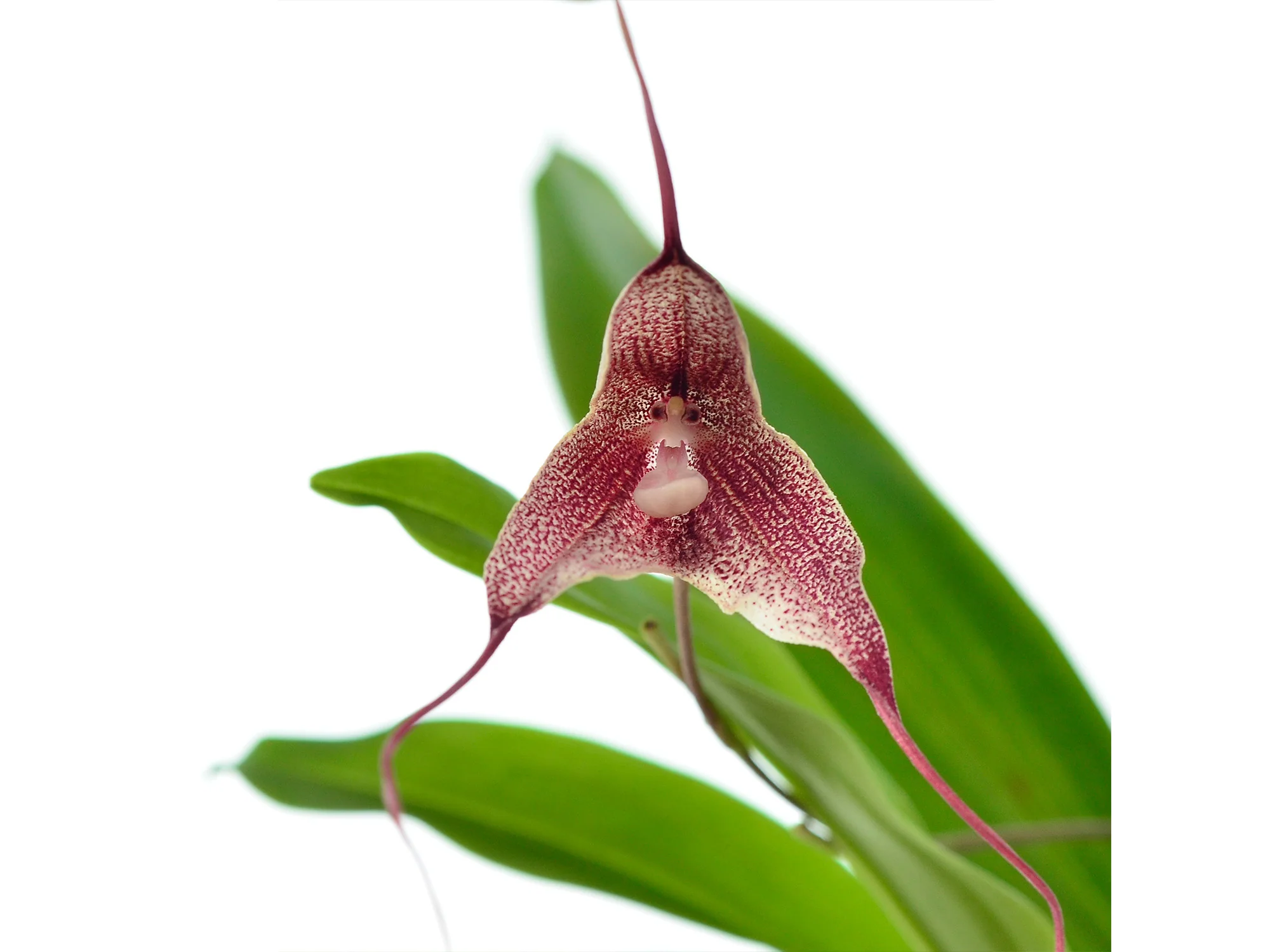Dracula villegasii