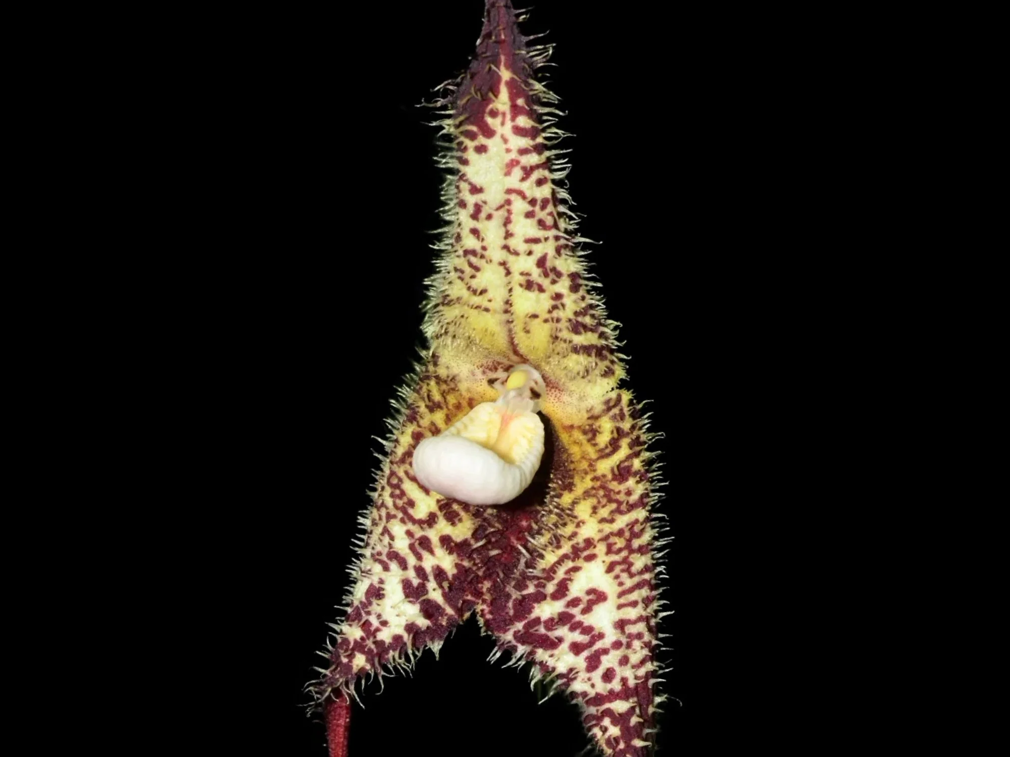 Dracula wallisii OP in vitro