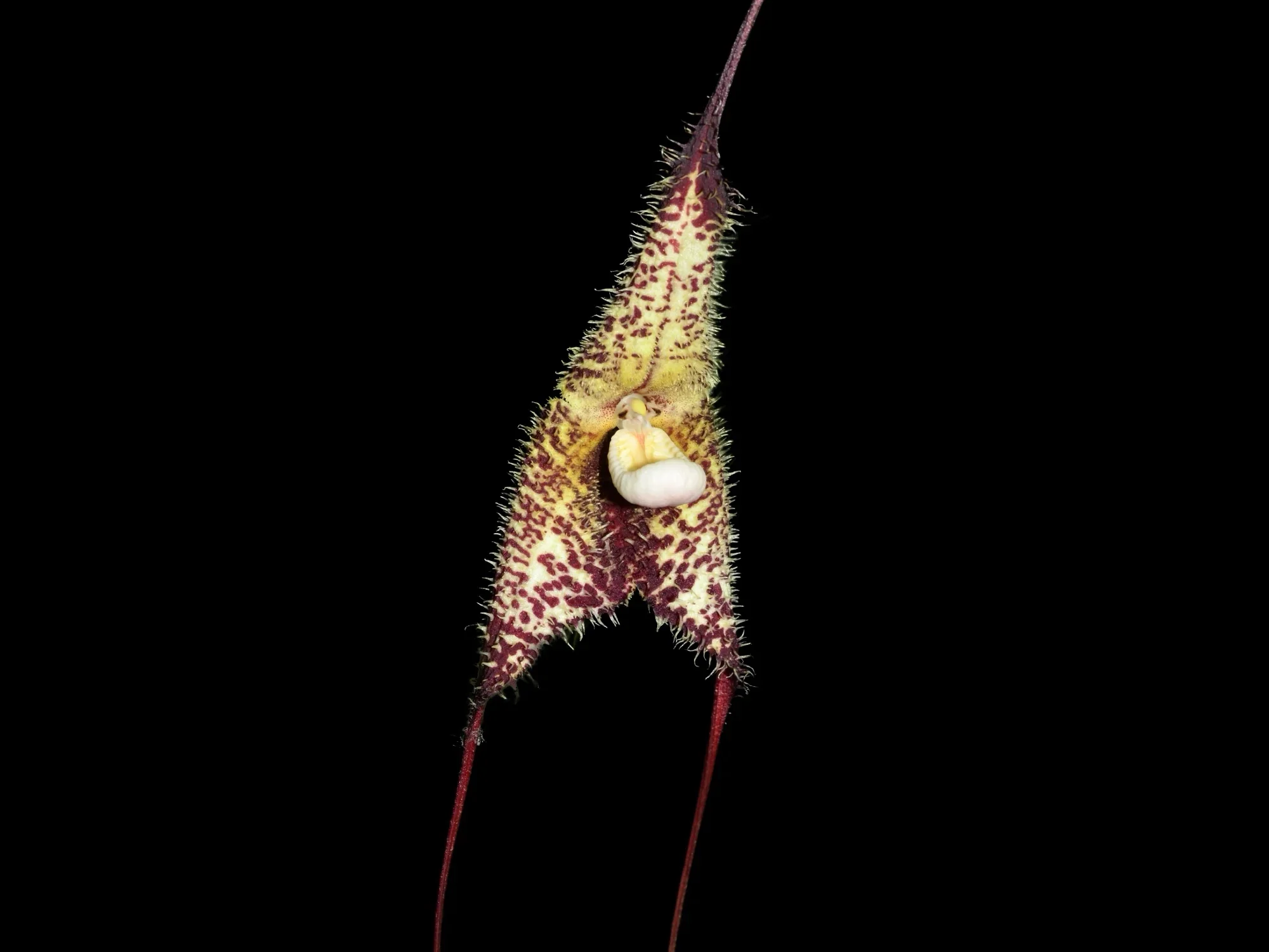 Dracula wallisii OP in vitro - Image 2