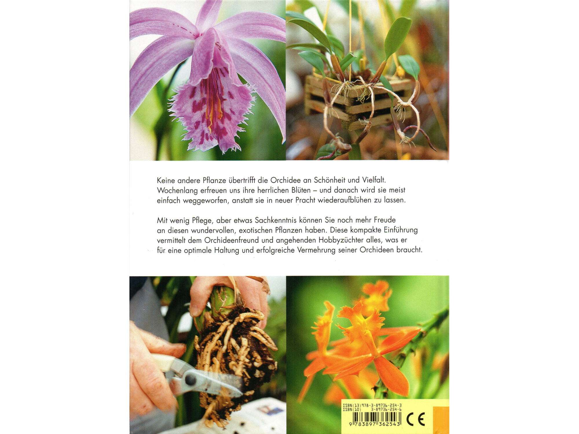 Edition XXL - Der perfekte Orchideenführer - Image 2