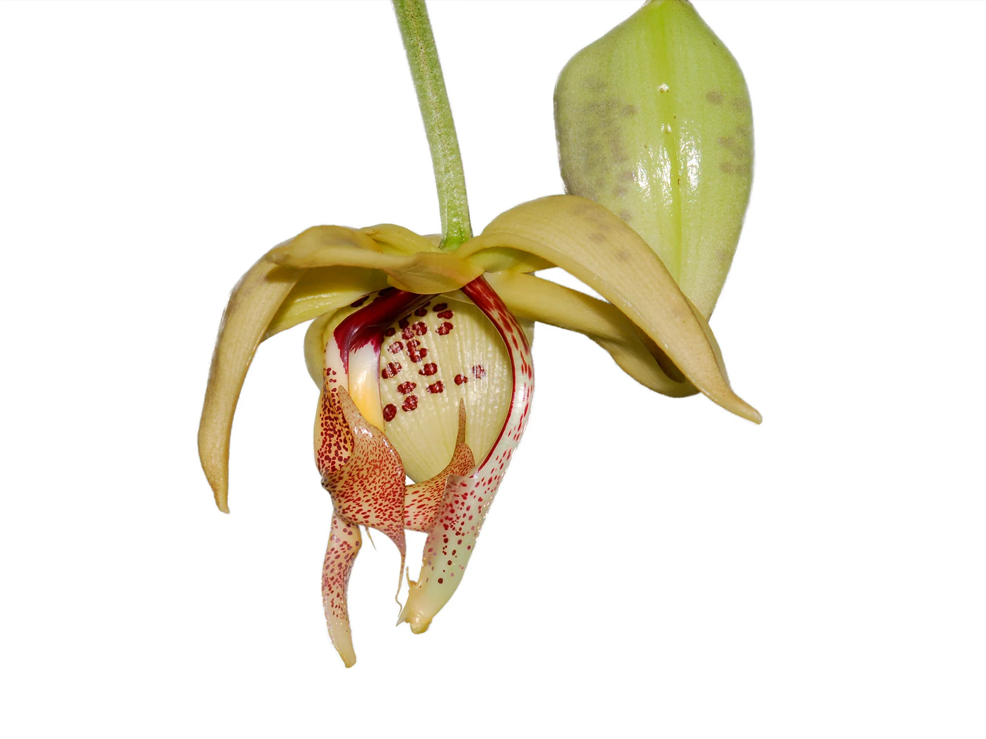 Orchideenarten