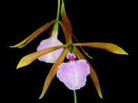 Encyclia bractescens OP in vitro - Image 2