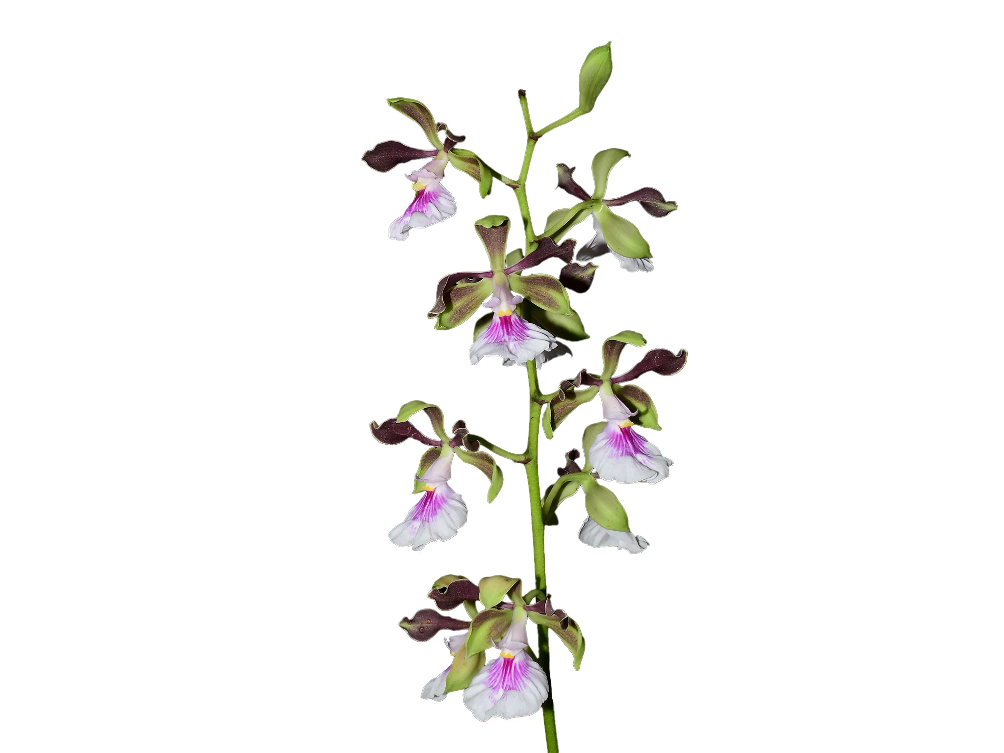 Encyclia cordigera - Image 2