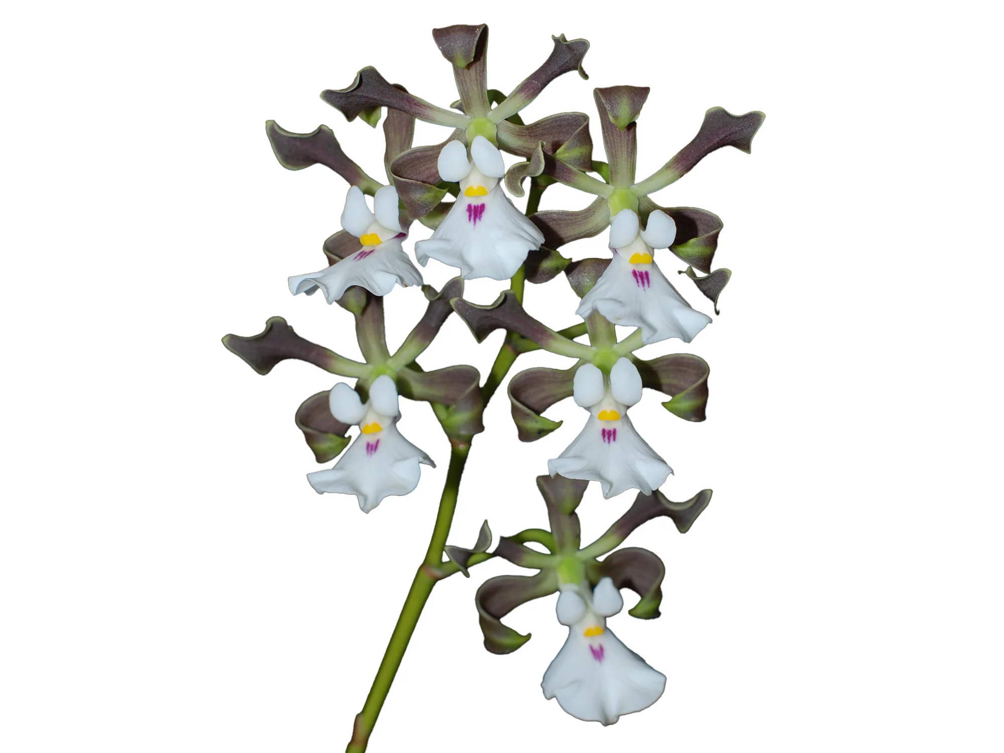 Encyclia cordigera - Image 3