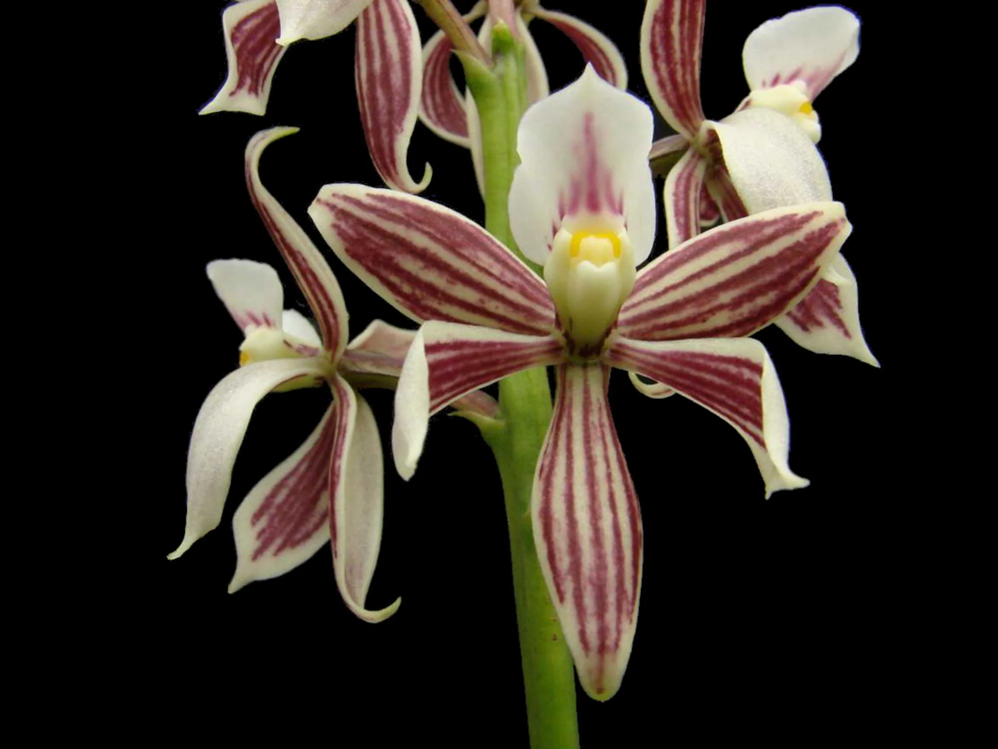 Encyclia faresiana OP in vitro