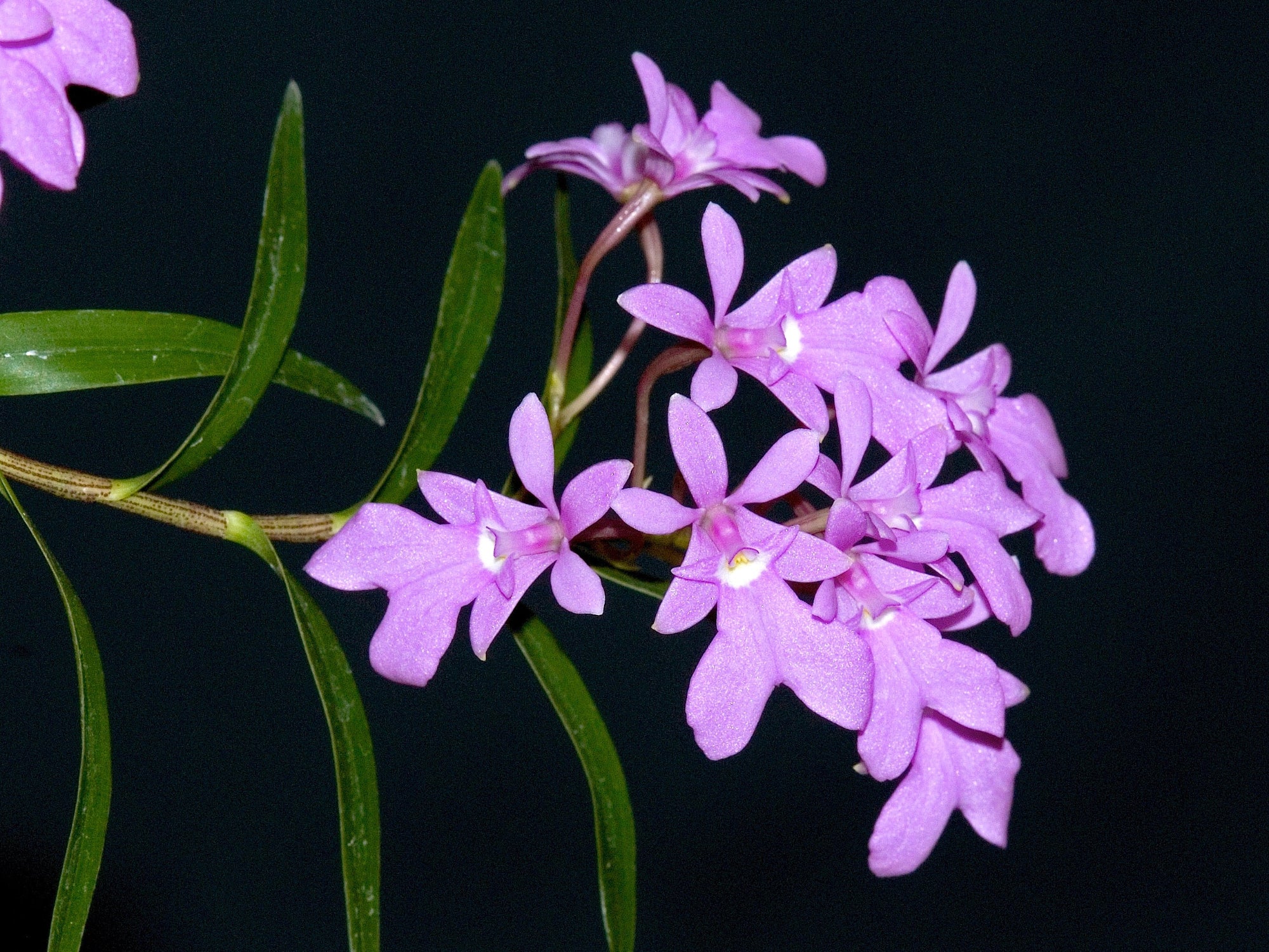 Epidendrum centropetalum (5 cm Topf) - Image 2