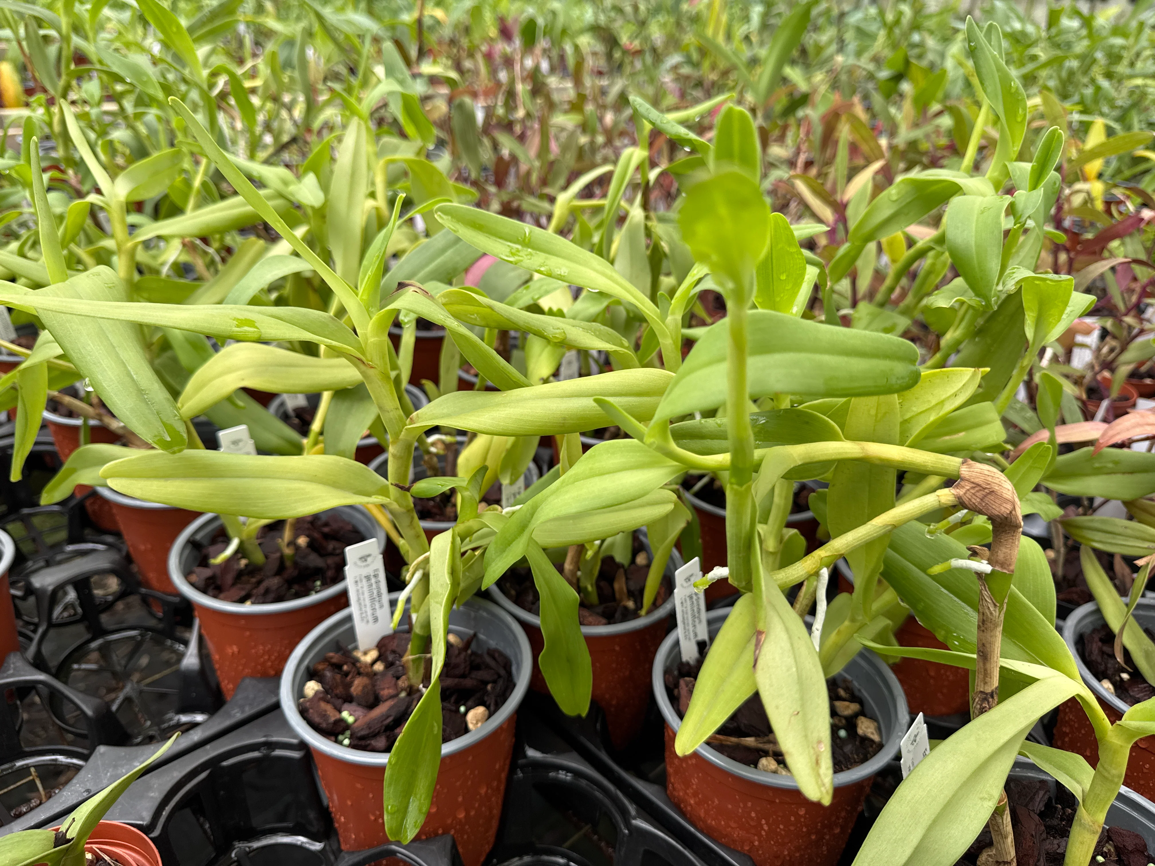Epidendrum geminiflorum - Image 2