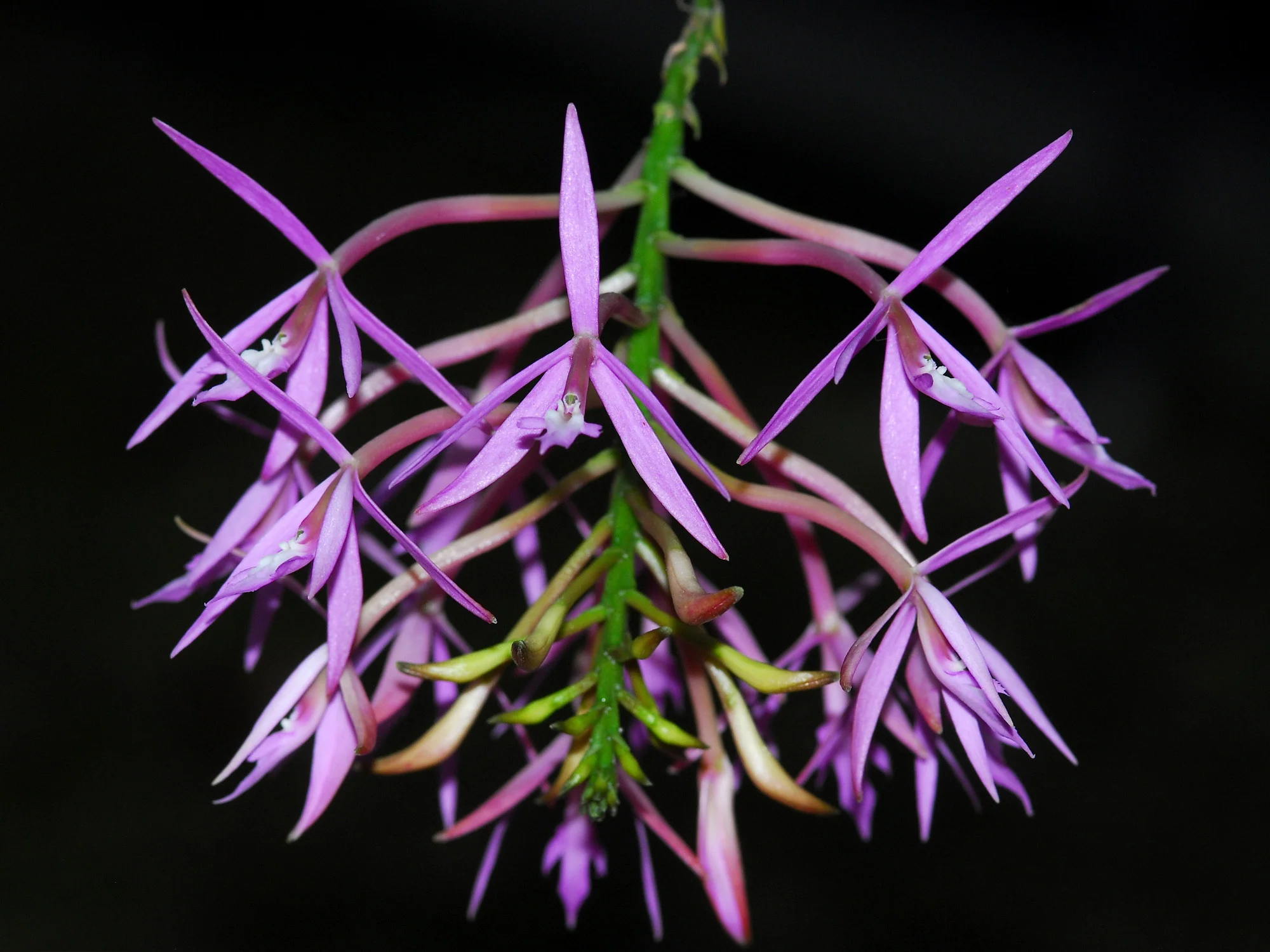 Epidendrum glossaspis - Image 2