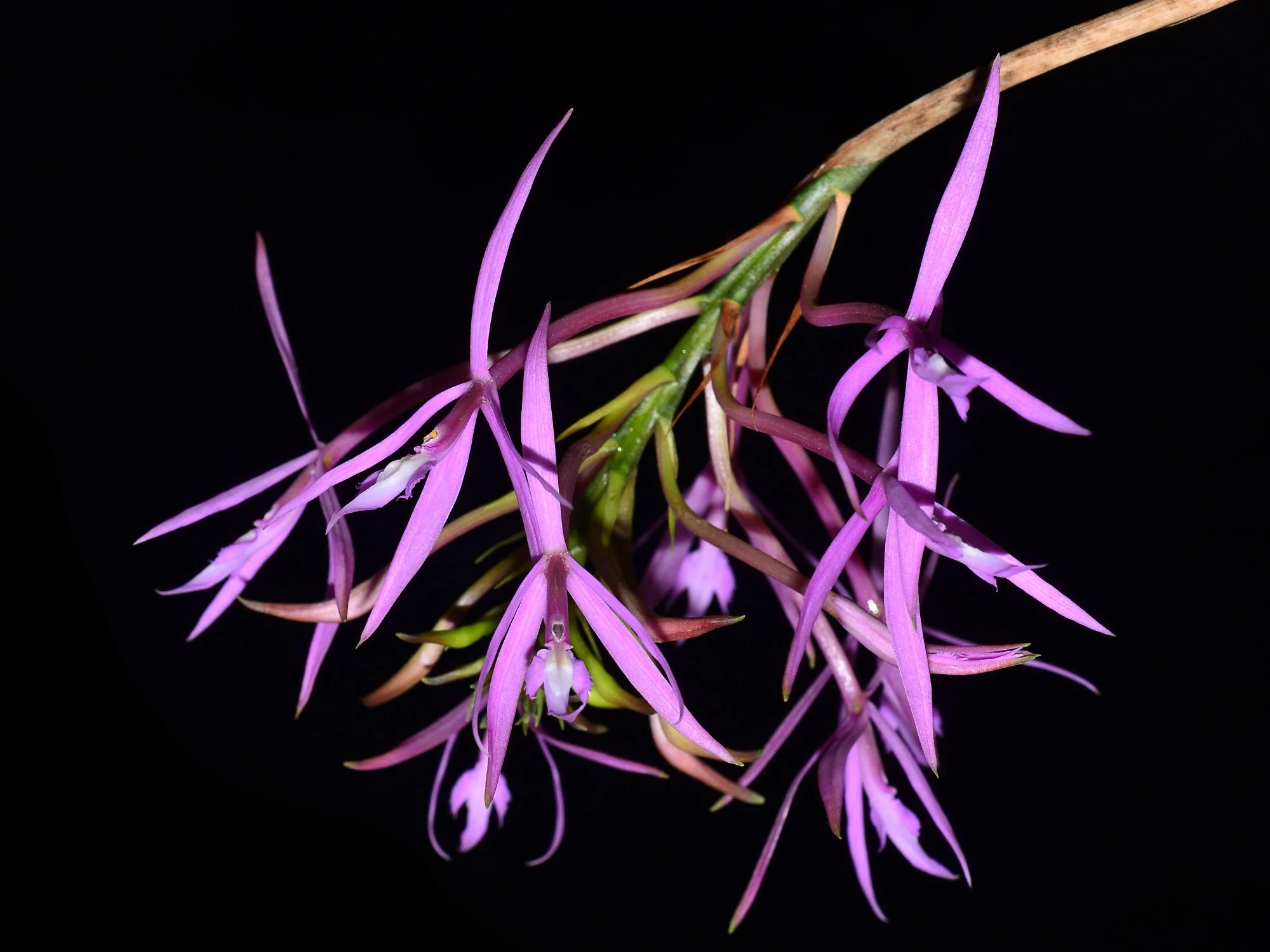 Epidendrum glossaspis - Image 3