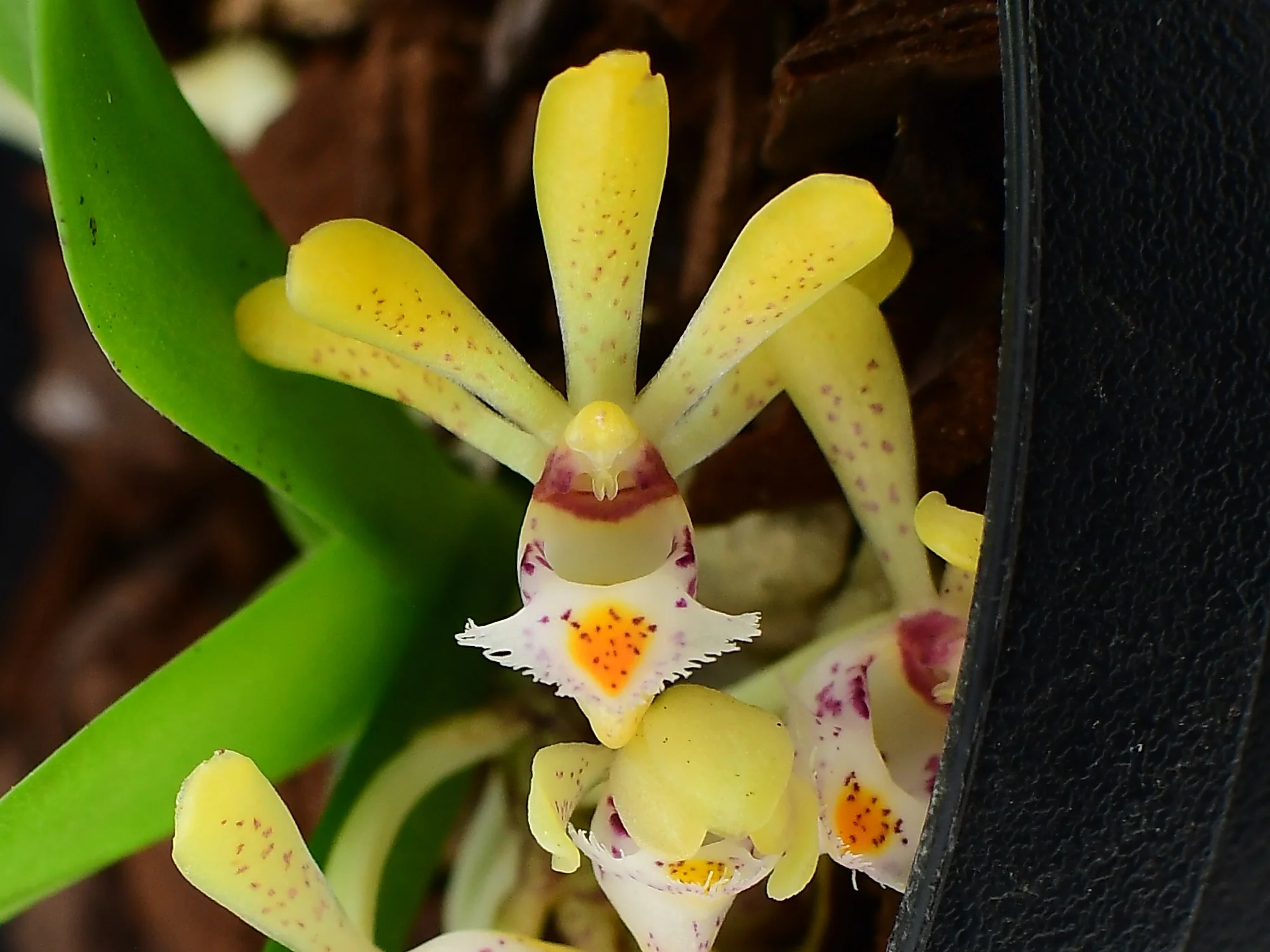 Gastrochilus obliquus (9 cm Topf)