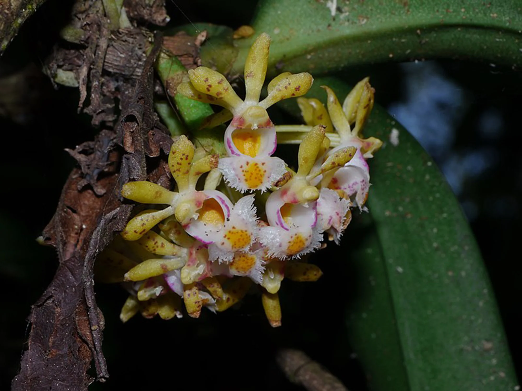 Gastrochilus obliquus (9 cm Topf) - Image 2