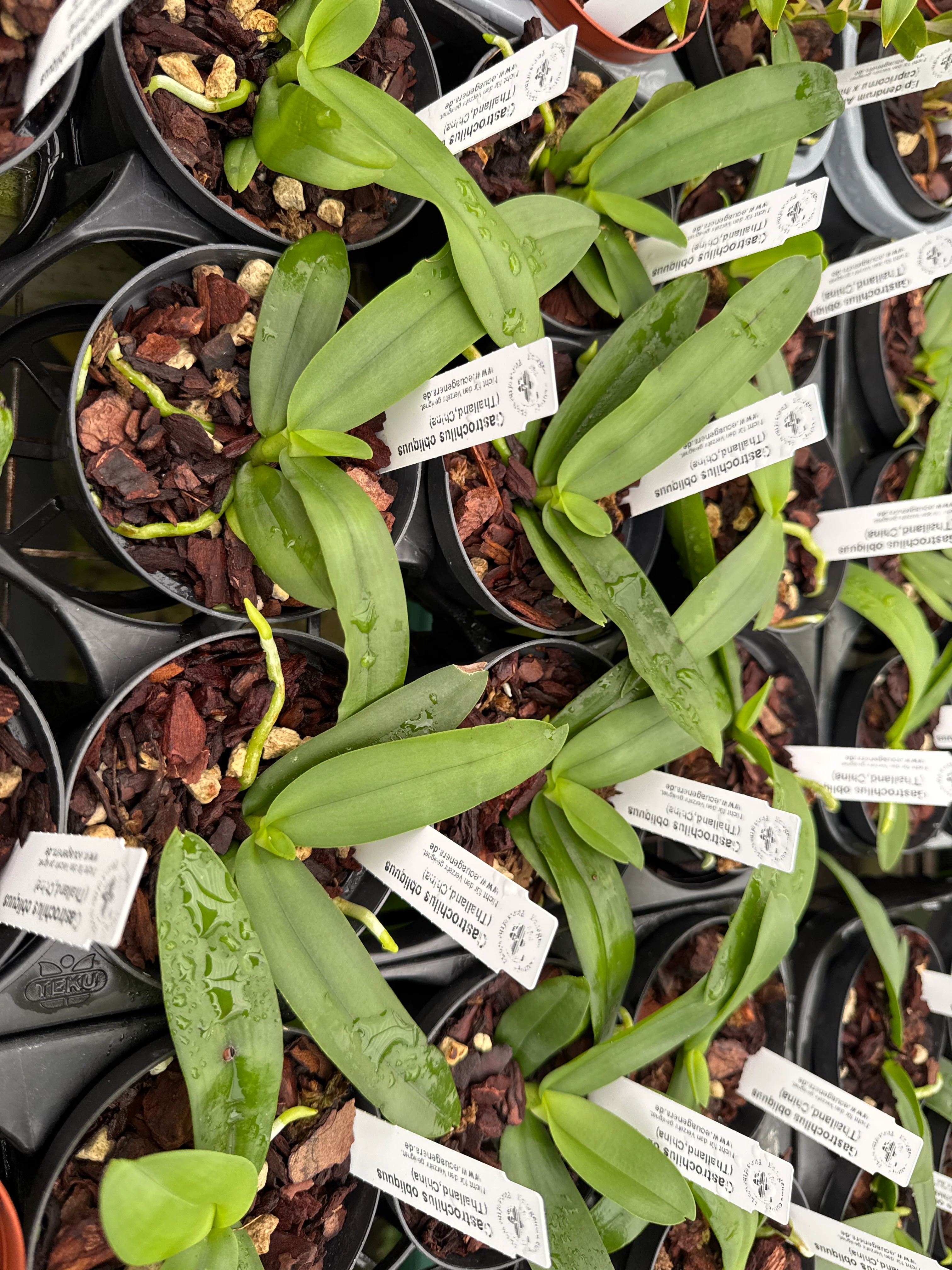 Gastrochilus obliquus (9 cm Topf) - Image 3