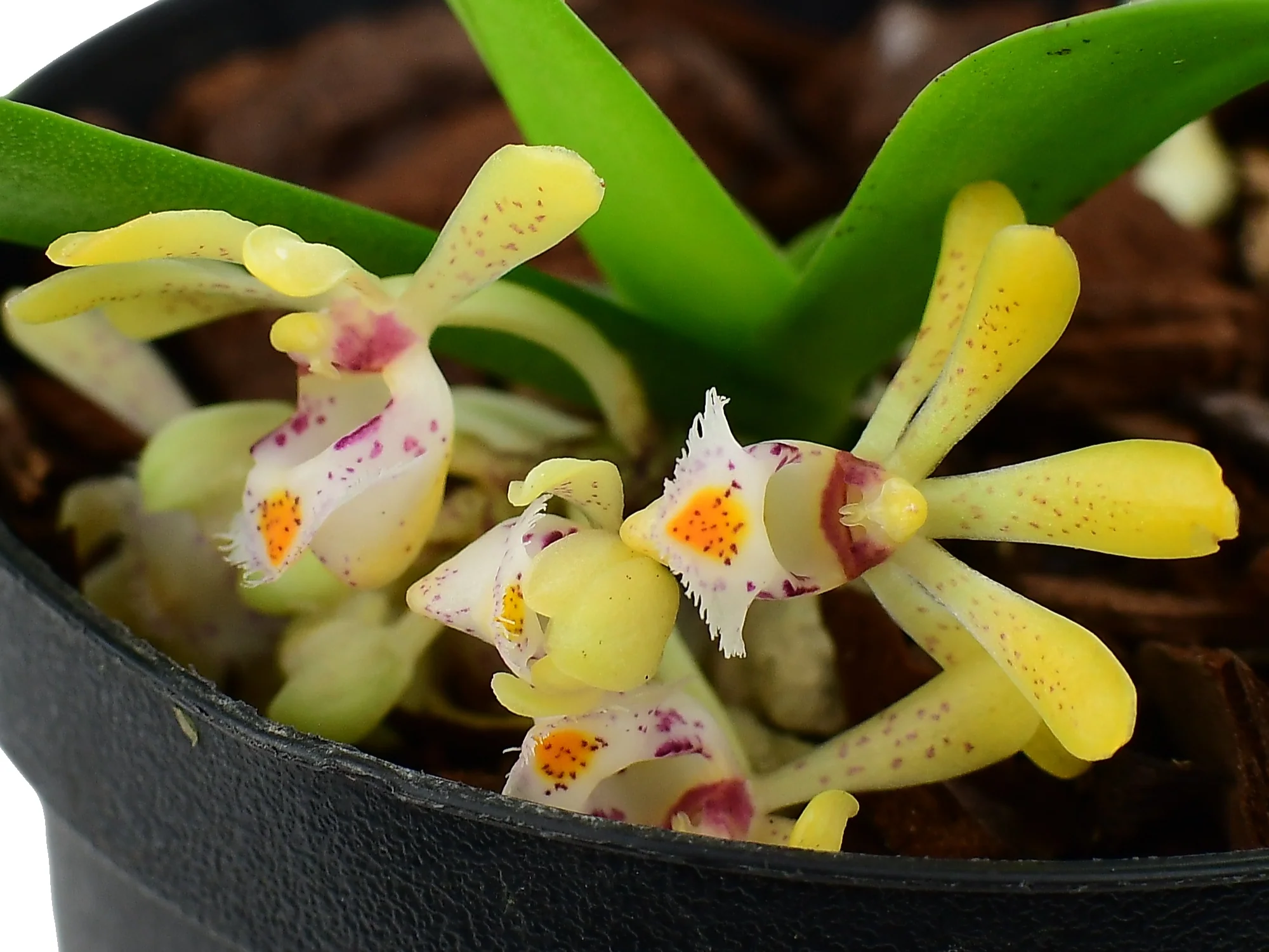 Gastrochilus obliquus (9 cm Topf) - Image 4