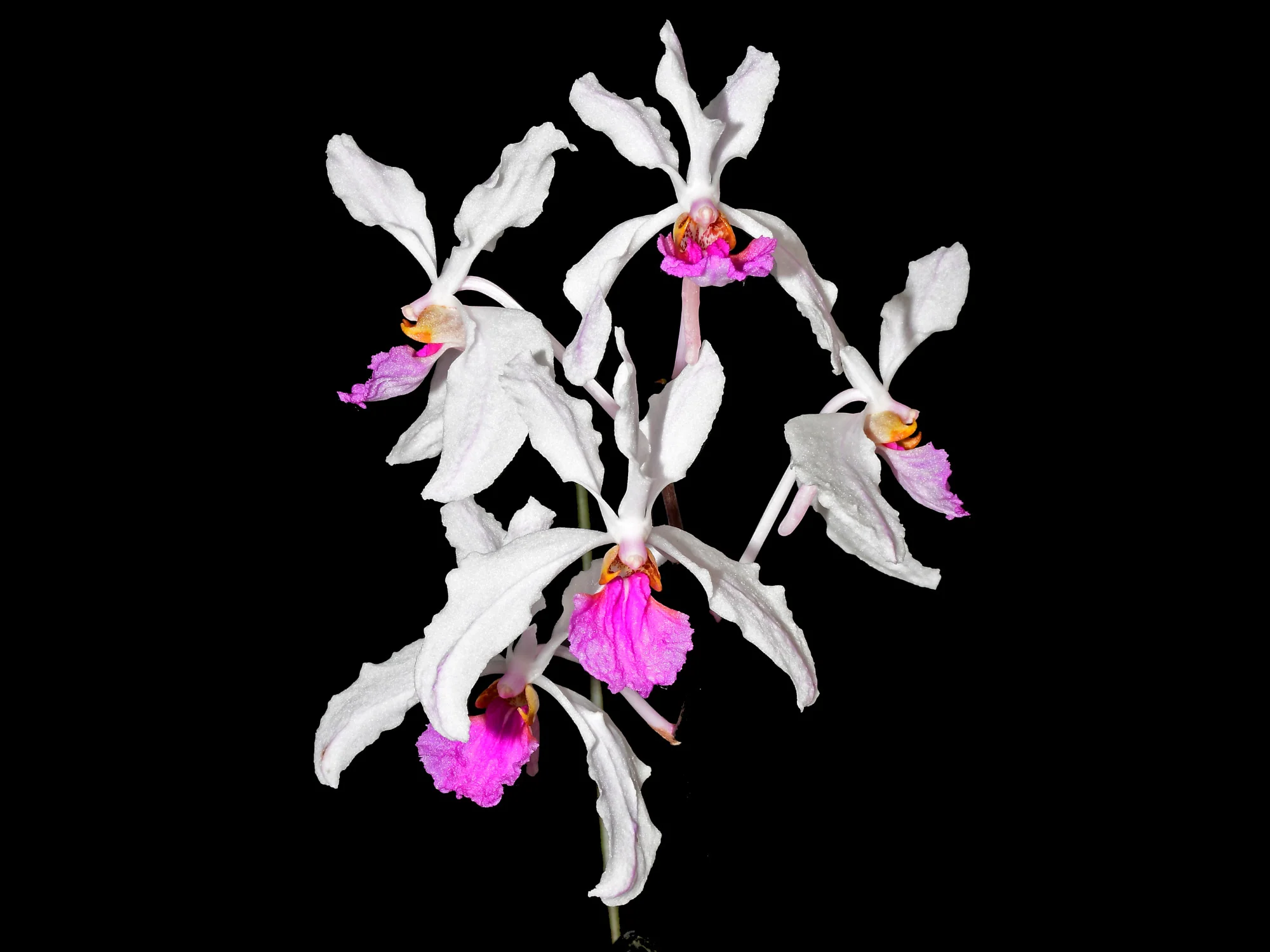 Holcoglossum kimballianum - Image 2