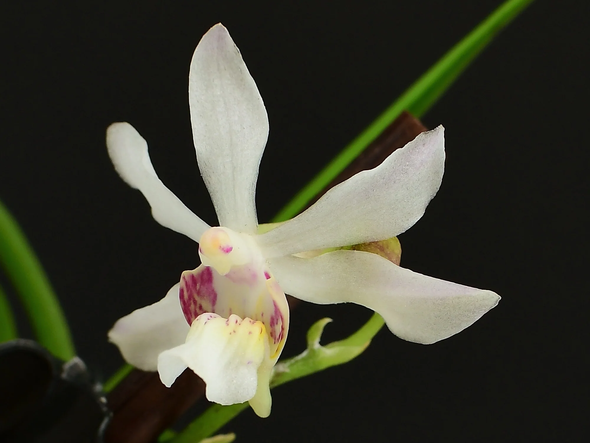 Holcoglossum lingulatum (9 cm Ampeltopf)