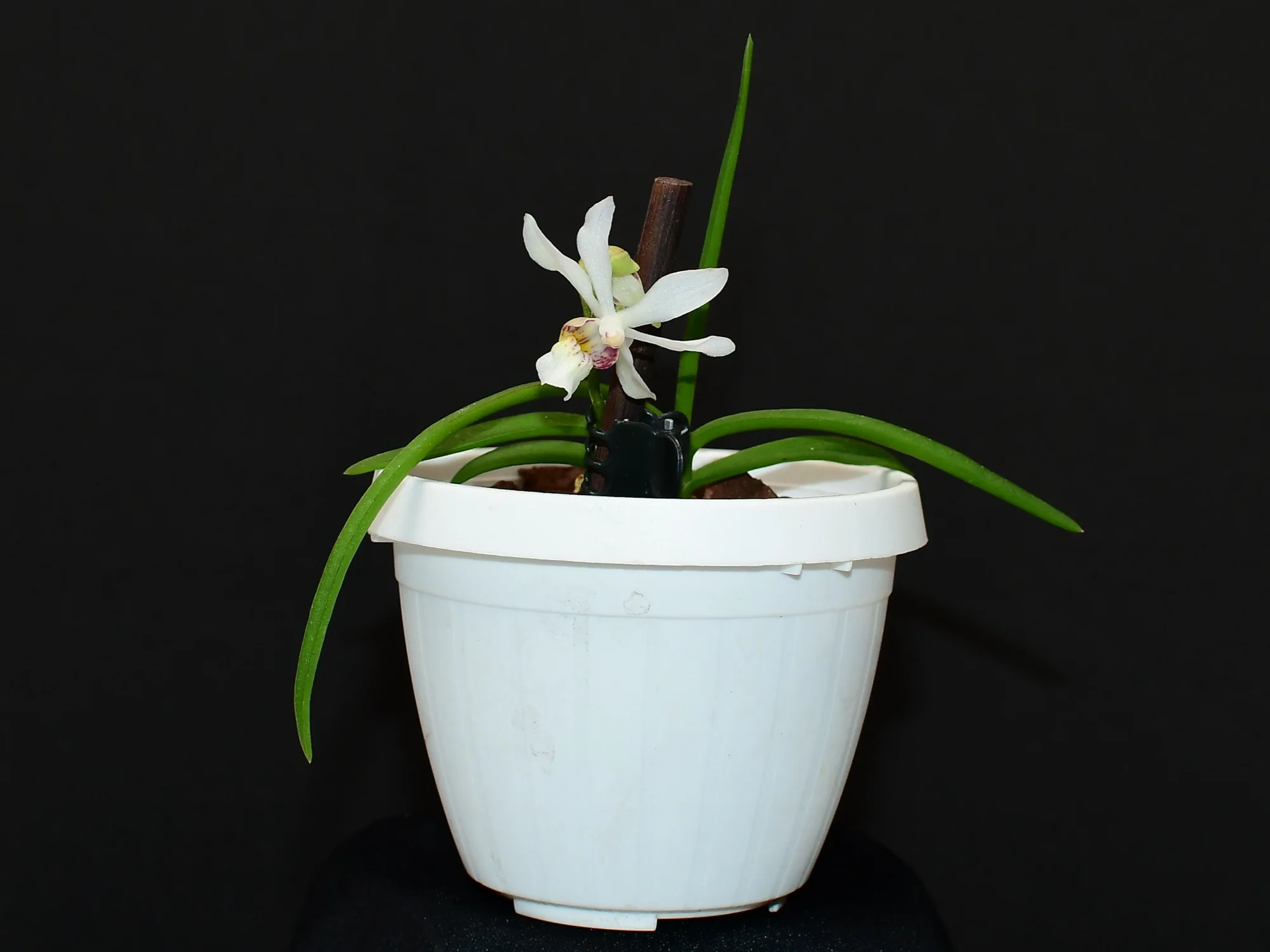 Holcoglossum lingulatum (9 cm Ampeltopf) - Image 2