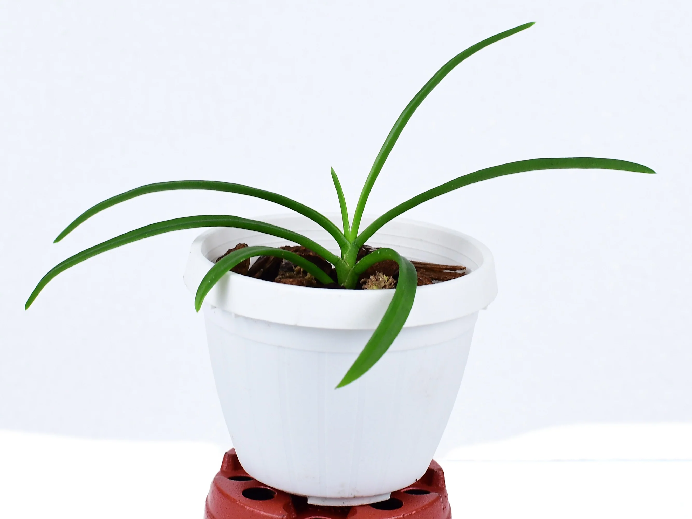 Holcoglossum lingulatum (9 cm Ampeltopf) - Image 3