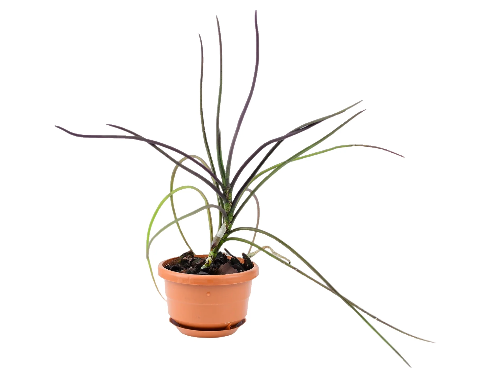 Holcoglossum subulifolium - Image 3