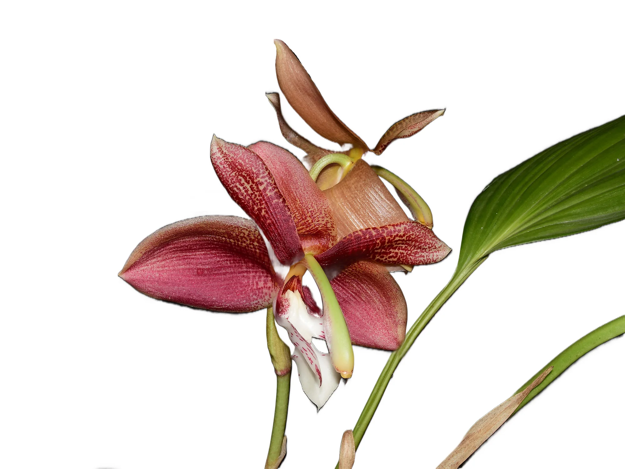 Houhopea Wayne Riggs - Image 2