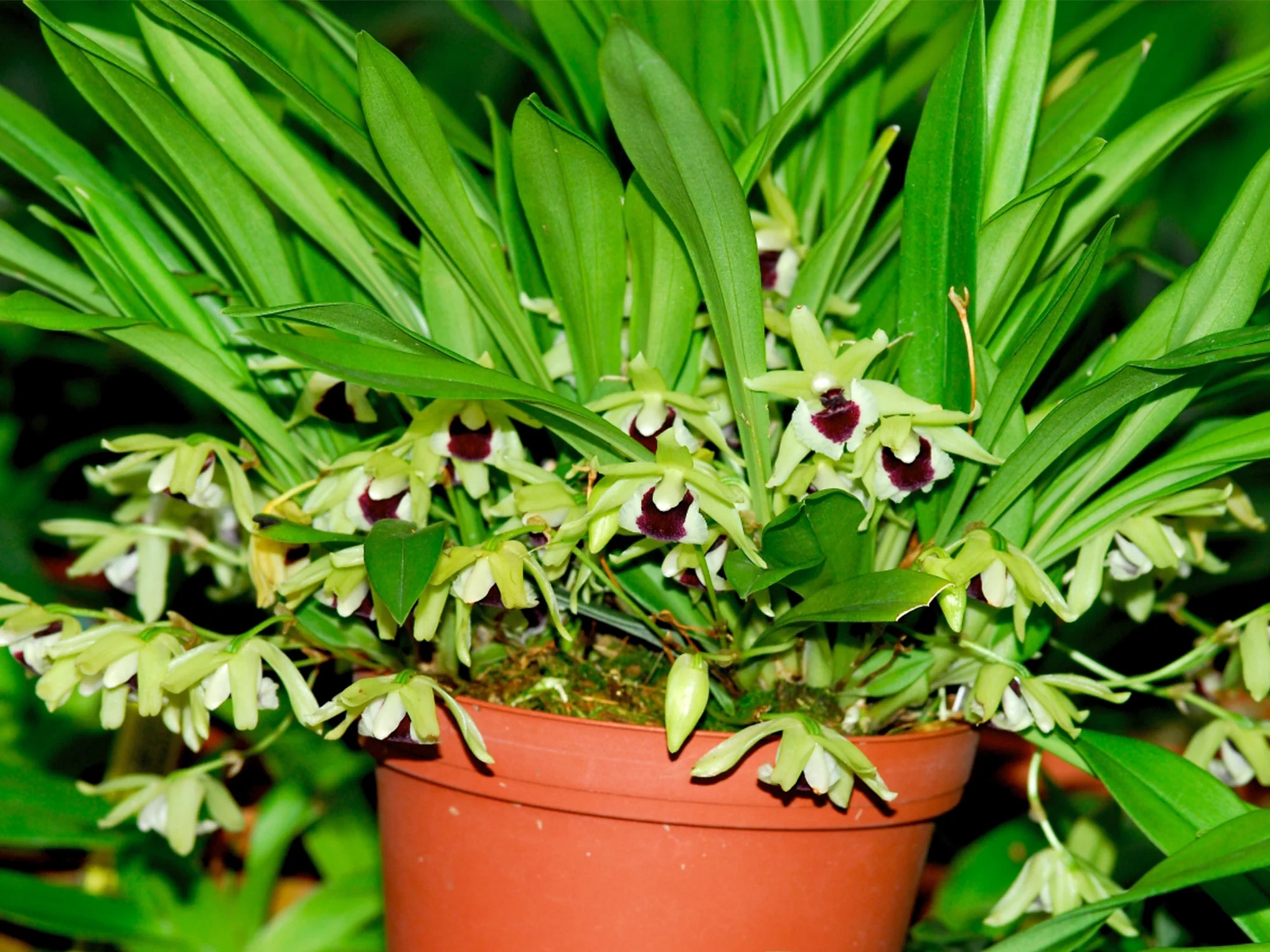 Kefersteinia pulchella - Image 2