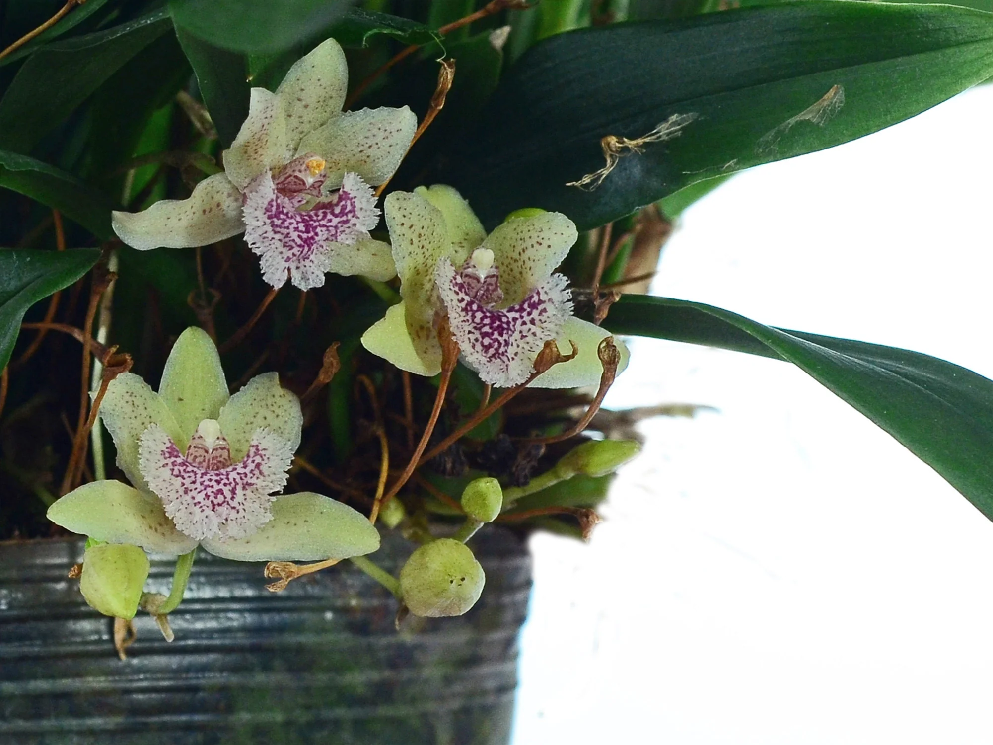 Kefersteinia sanguinolenta - Image 2