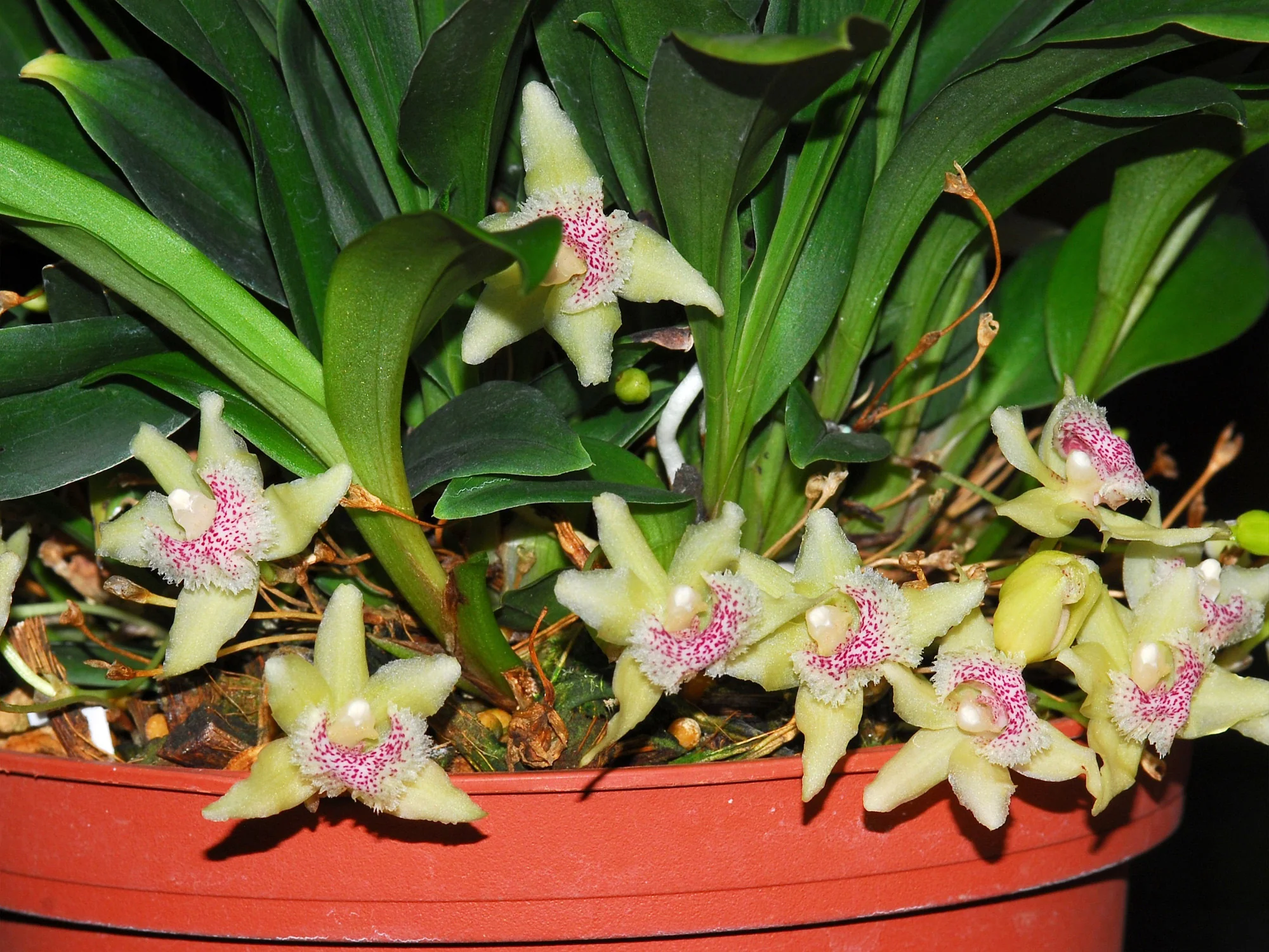 Kefersteinia sanguinolenta - Image 3