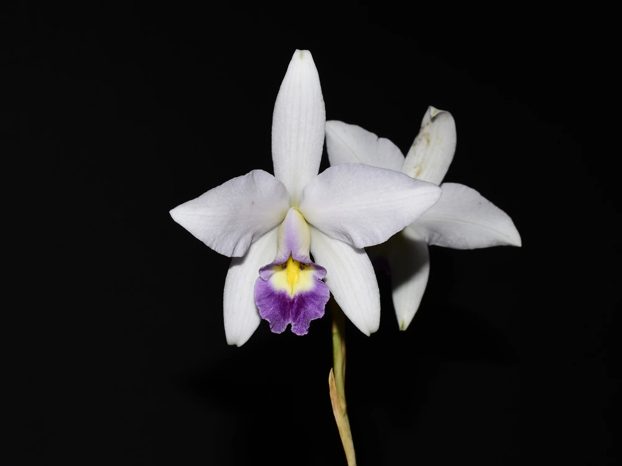 Laelia anceps var veitchiana (5 cm Topf) - Image 2