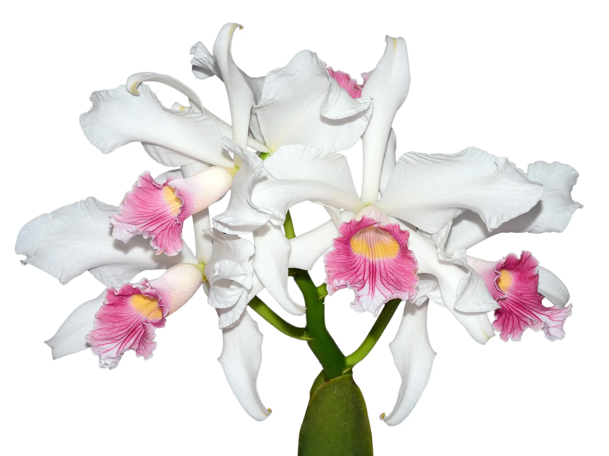 Laelia purpurata var.carnea OP in vitro - Image 3