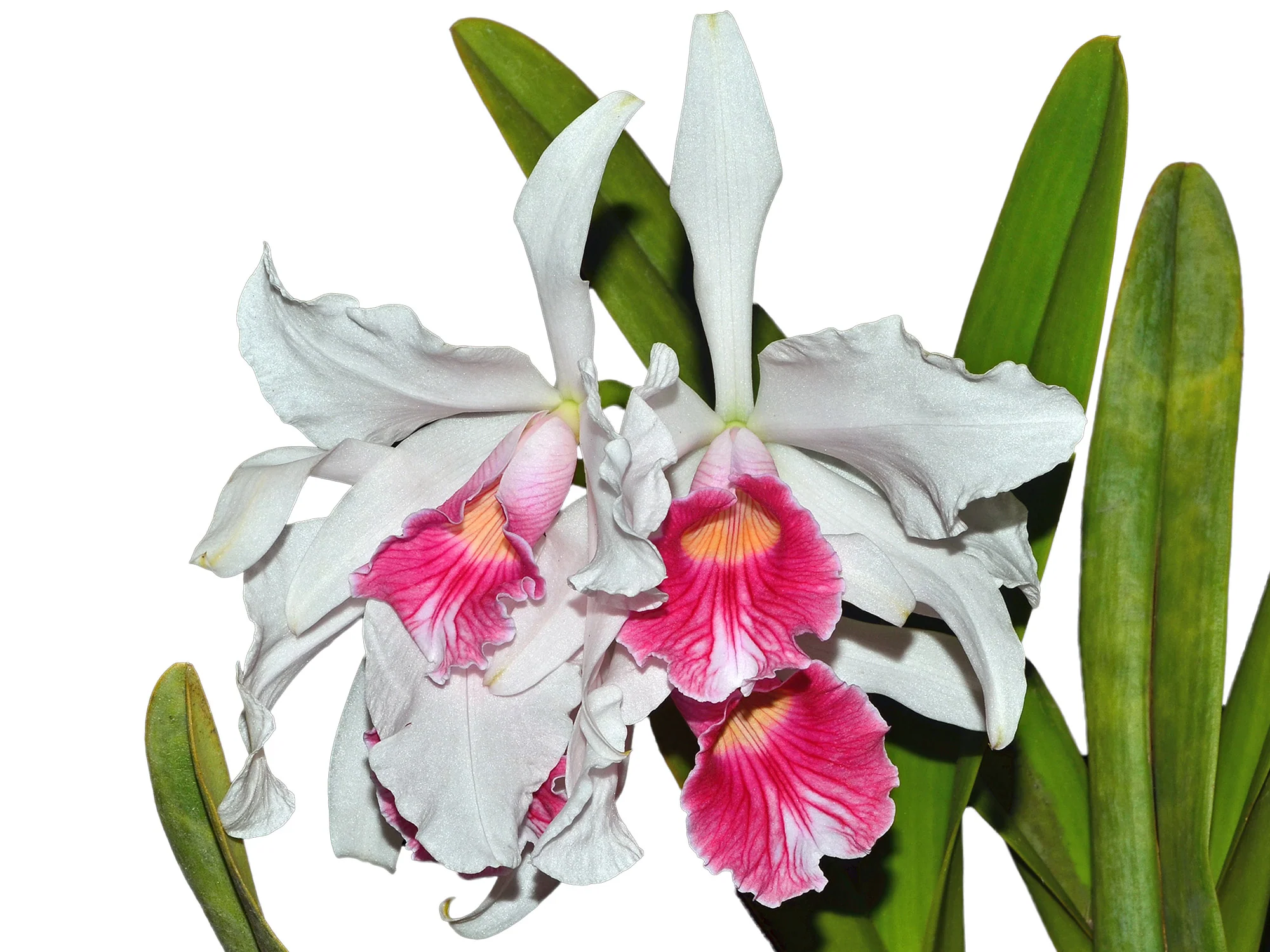 Laelia purpurata var.carnea OP in vitro - Image 4