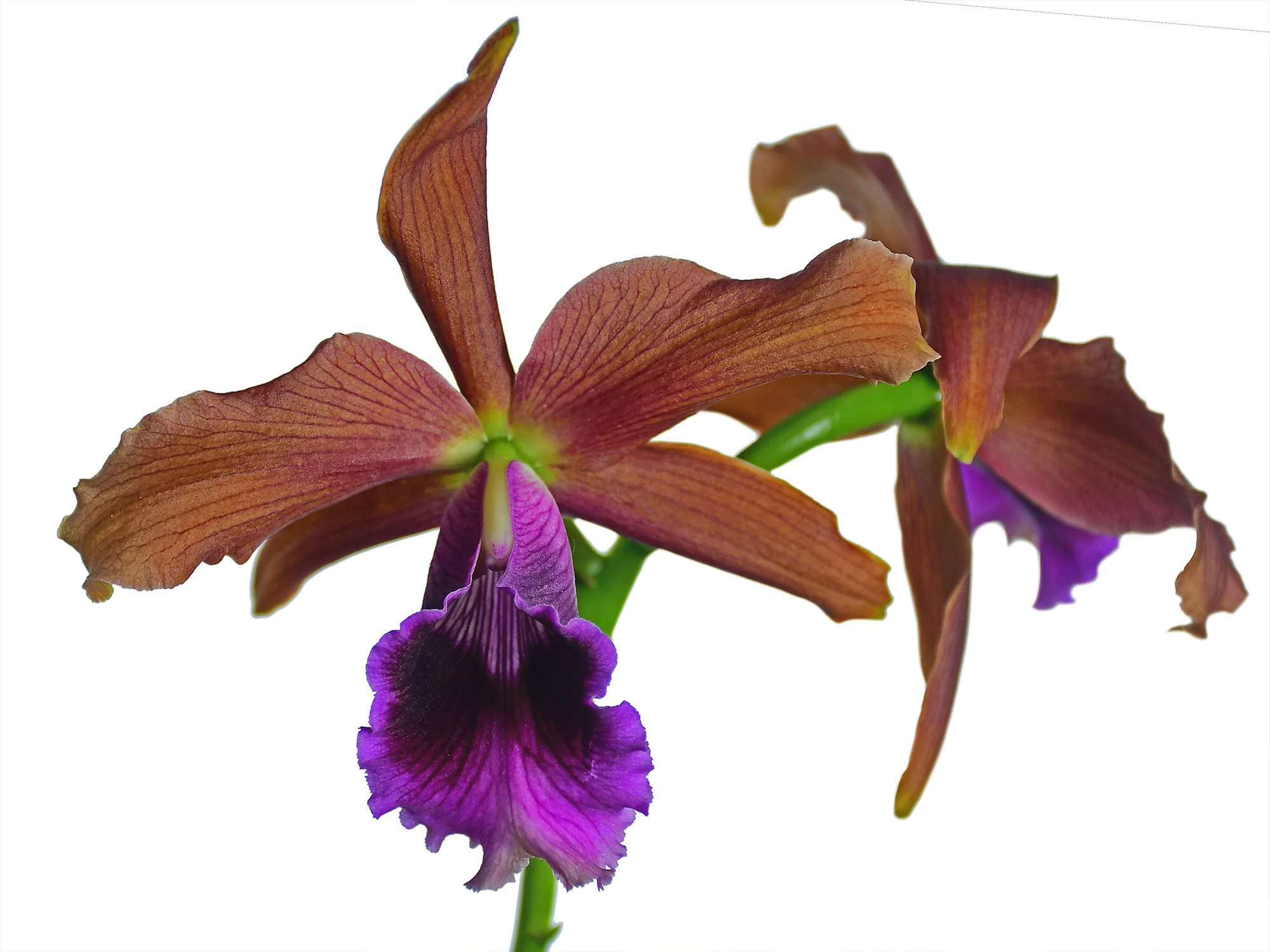 Laelia tenebrosa - Image 2