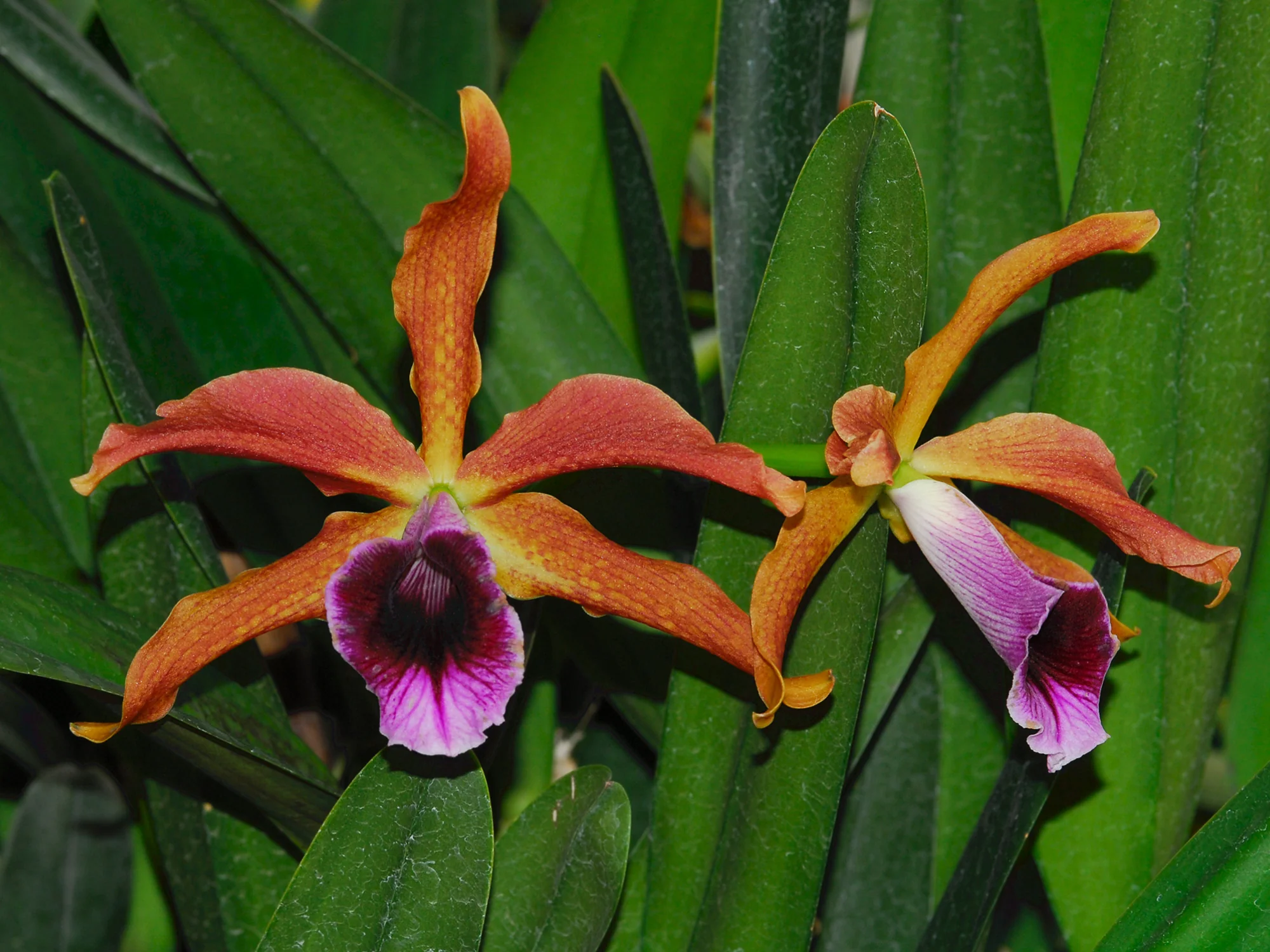 Laelia tenebrosa - Image 3
