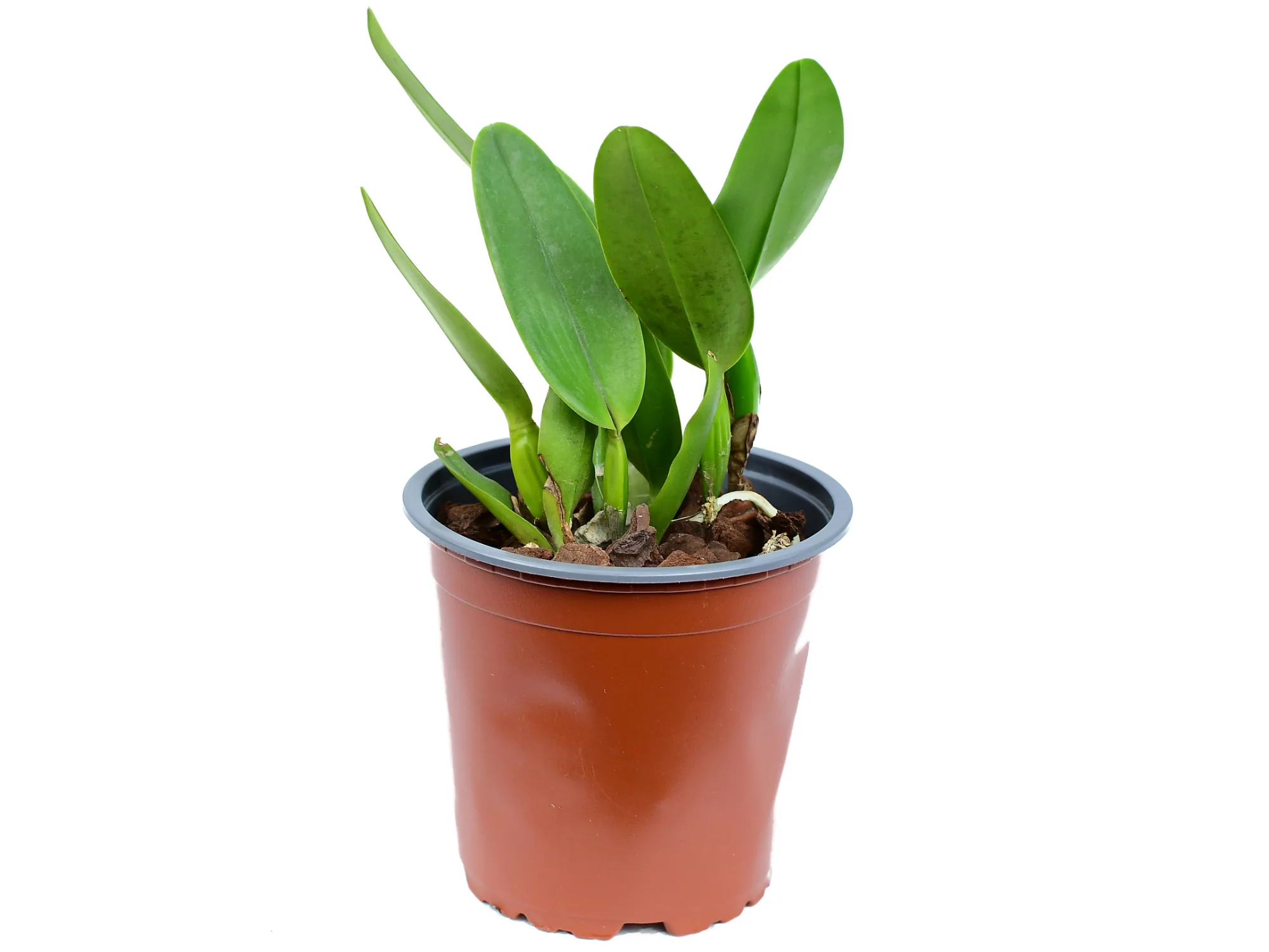 Laelia tenebrosa x Ecuagenera