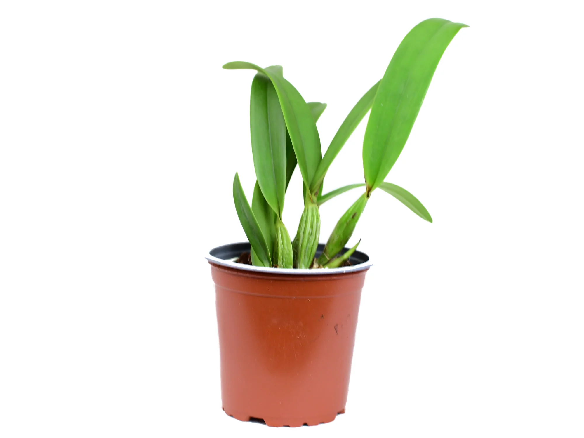 Laeliocattleya Denisii - Image 3