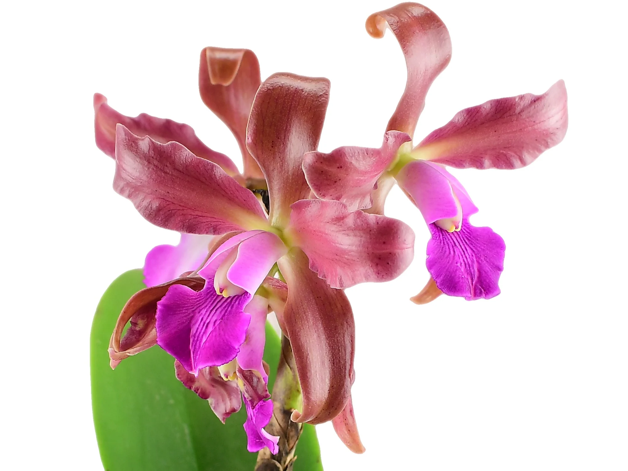 Laeliocattleya Eduardo Andrade - Image 2
