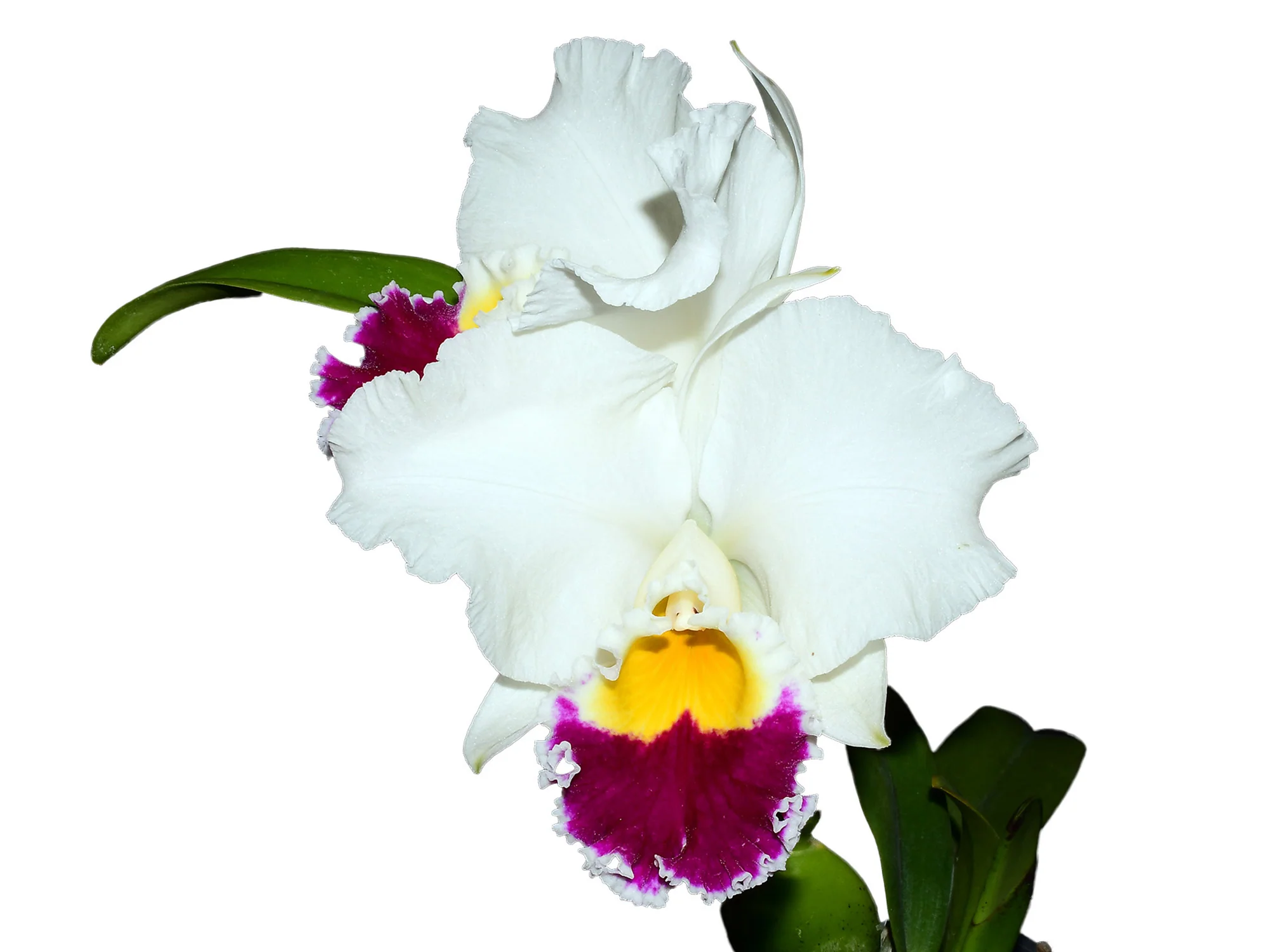 Cattleya Village Chief Augment