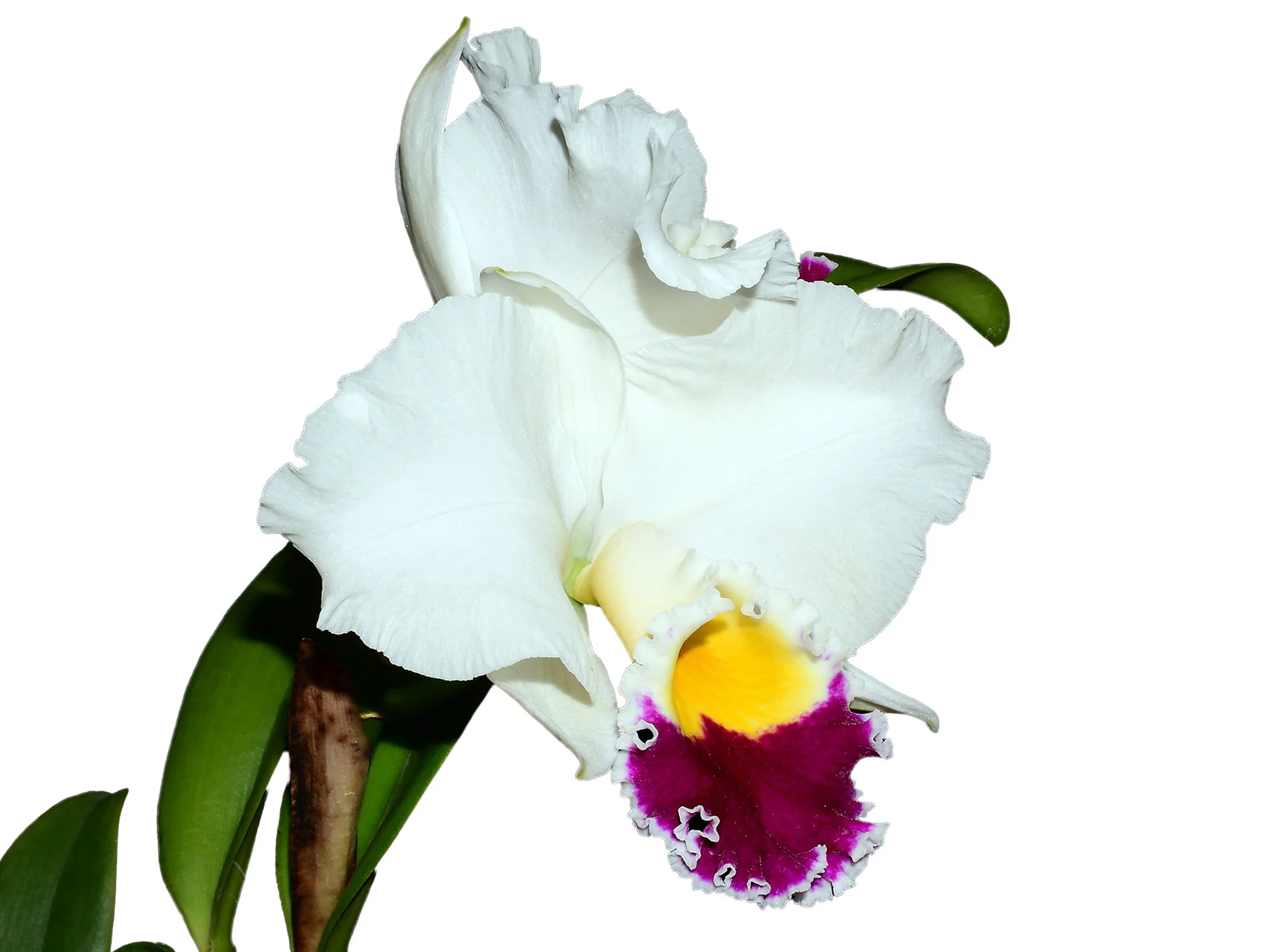 Cattleya Village Chief Augment - Image 2