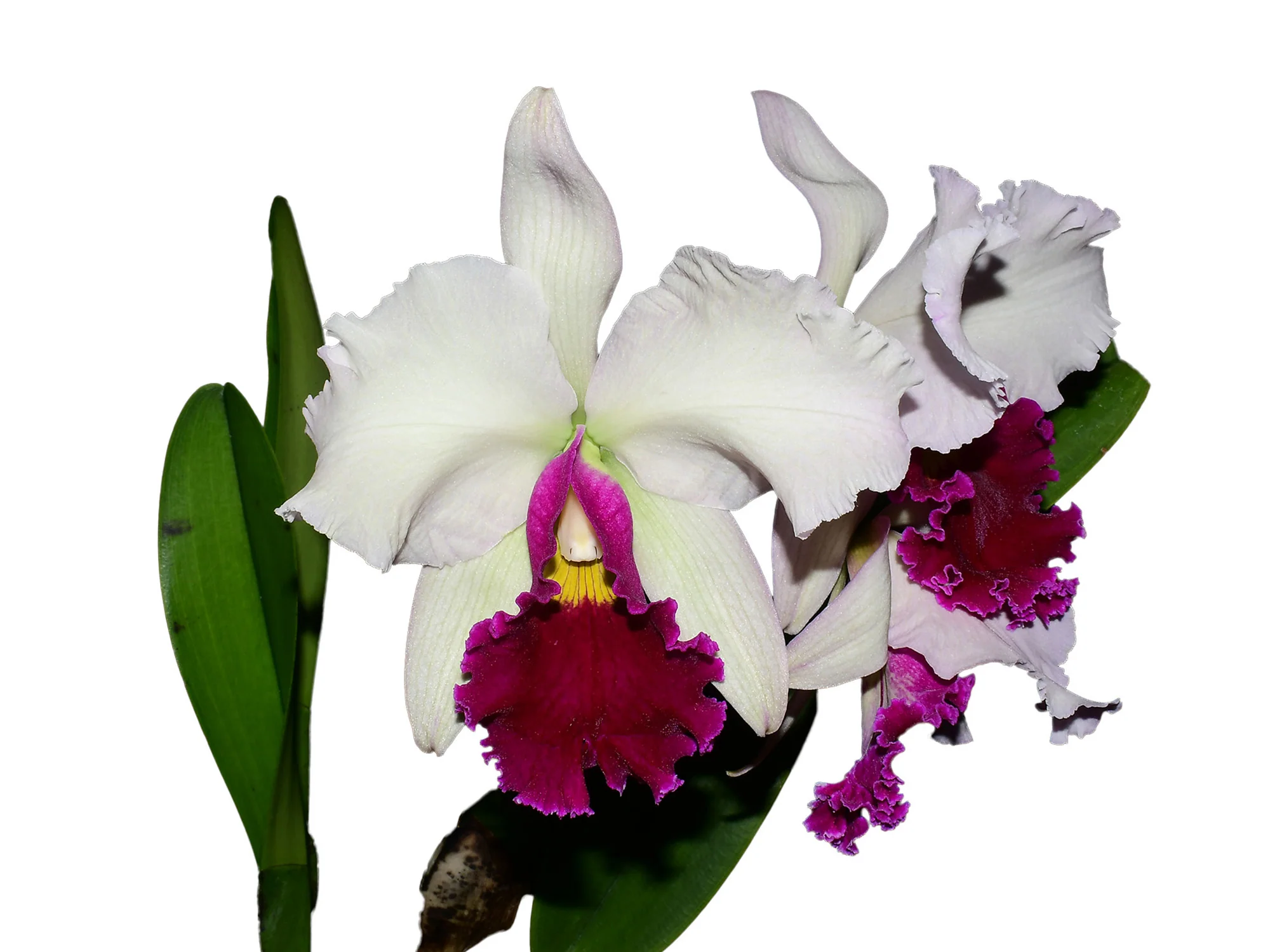 Cattleya Village Chief Augment - Image 3