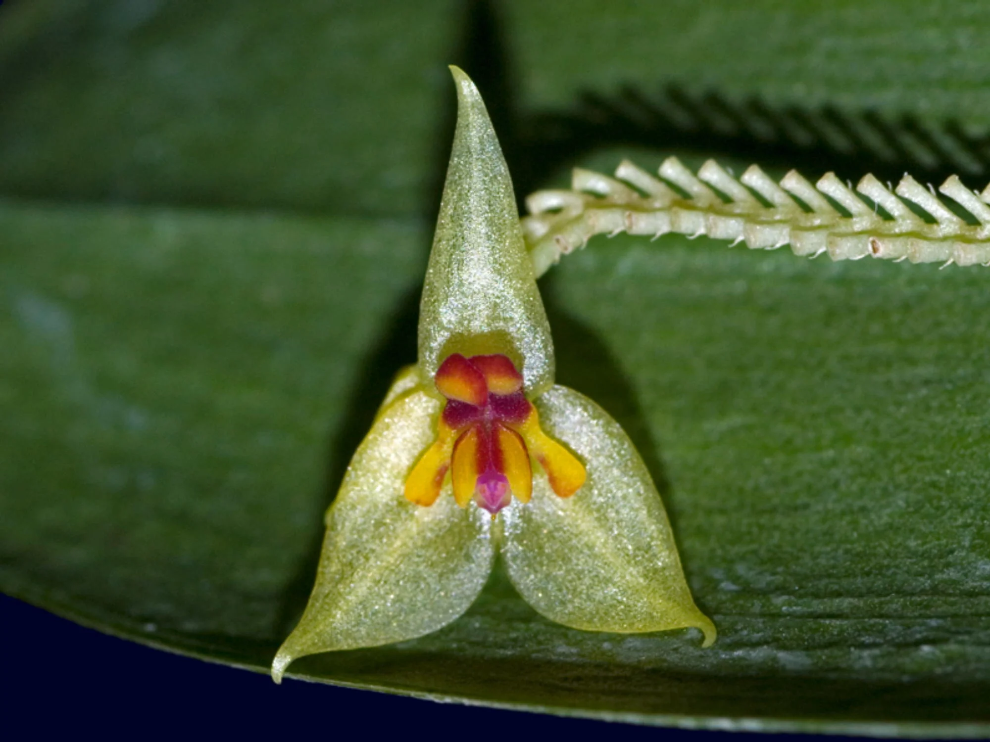 Lepanthes auriculata - Image 3