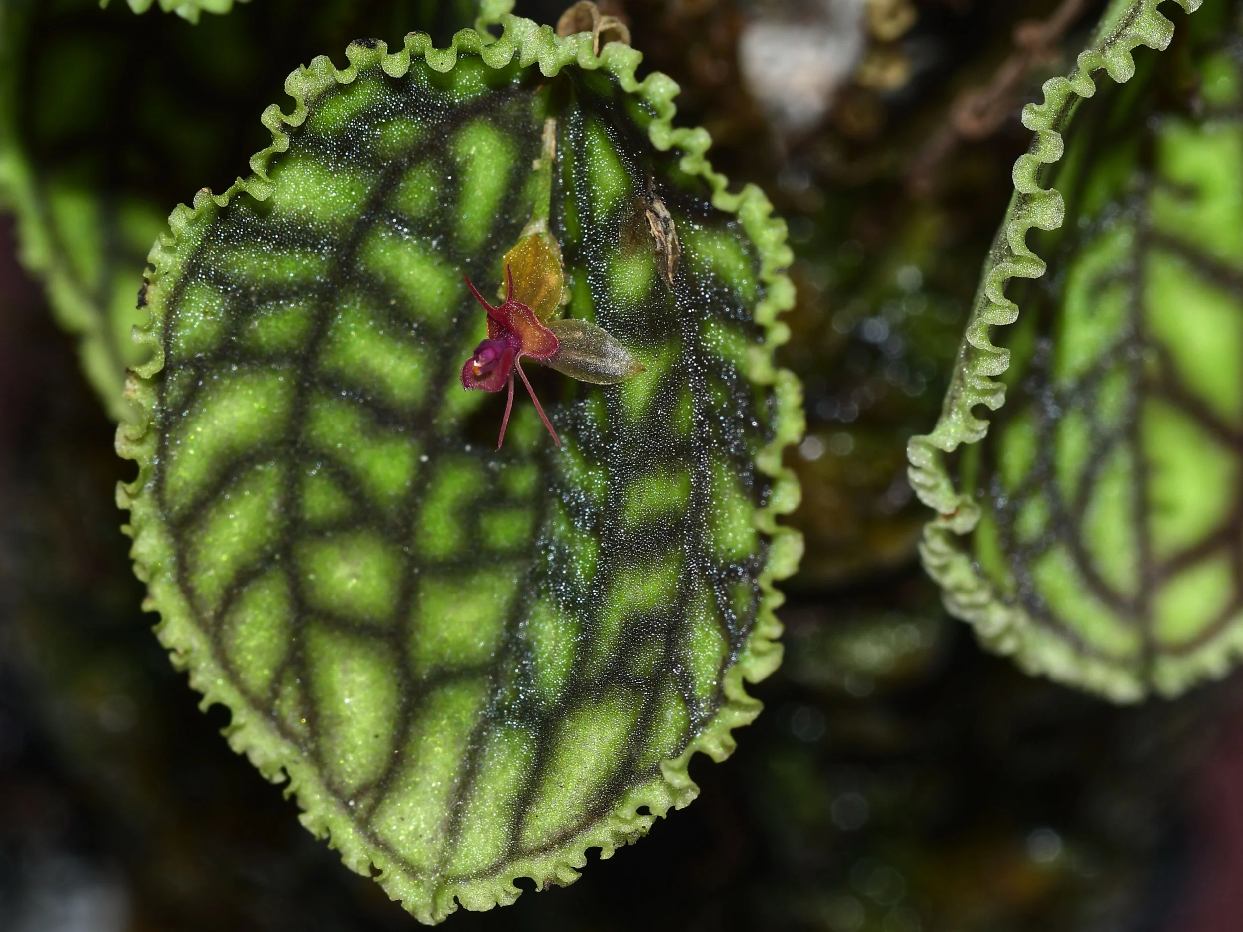 Lepanthes calodictyon - Image 2