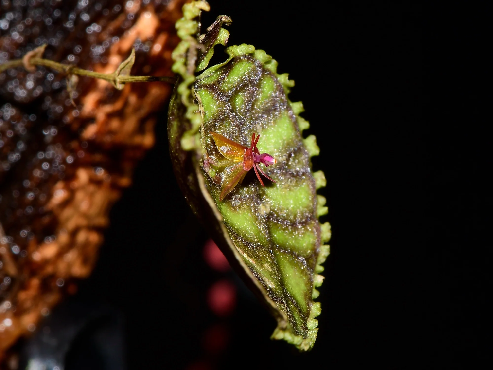 Lepanthes calodictyon OP in vitro