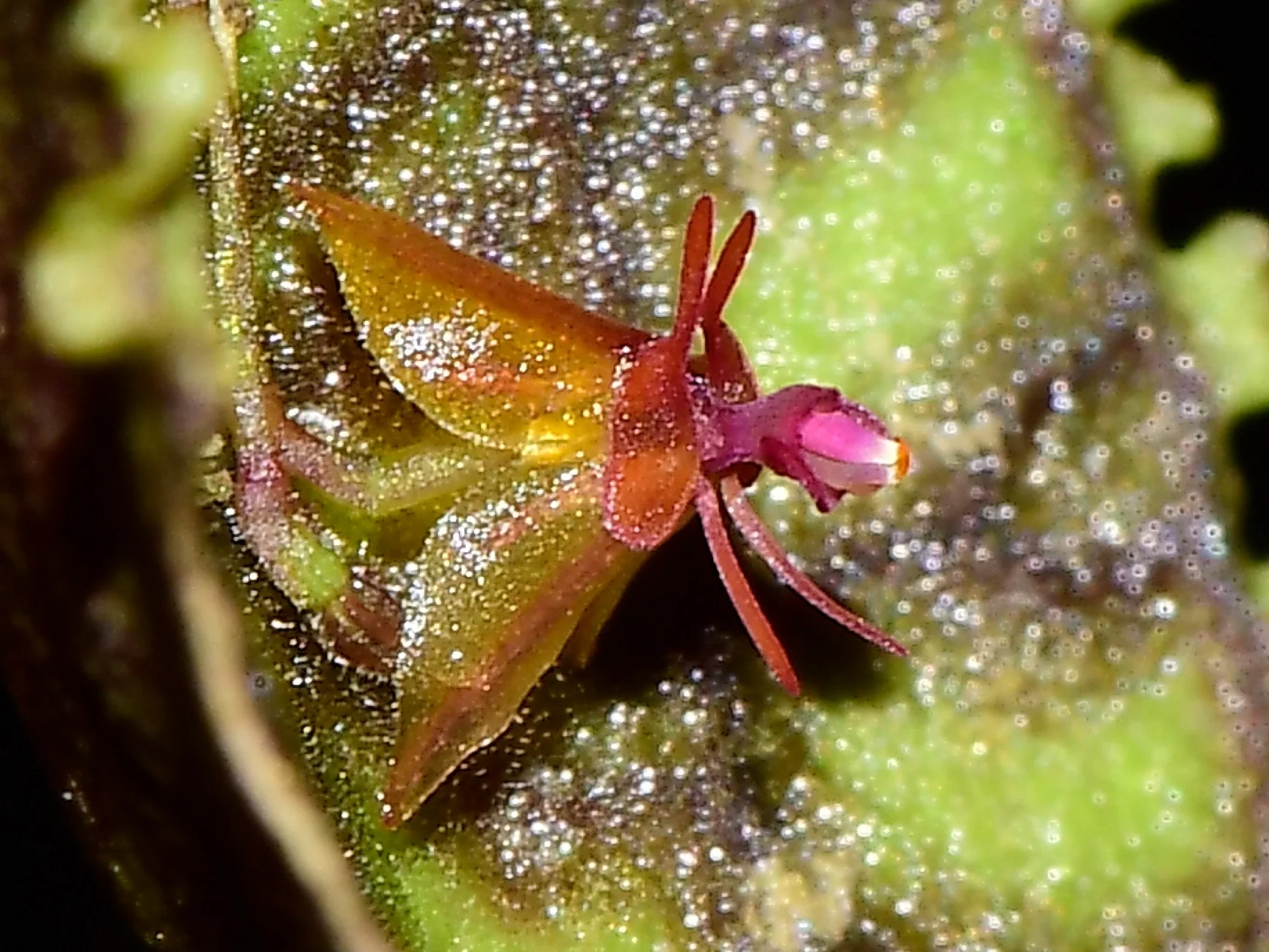 Lepanthes calodictyon OP in vitro - Image 2